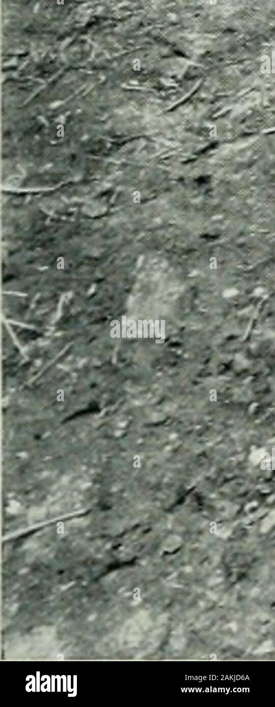 Surrey archäologischen Sammlungen. ? $ m> :^^: 3i*---*:>> -->-V^V • v-:.. - S v - i-. y? -~ * * Ein ir*> Stockfoto