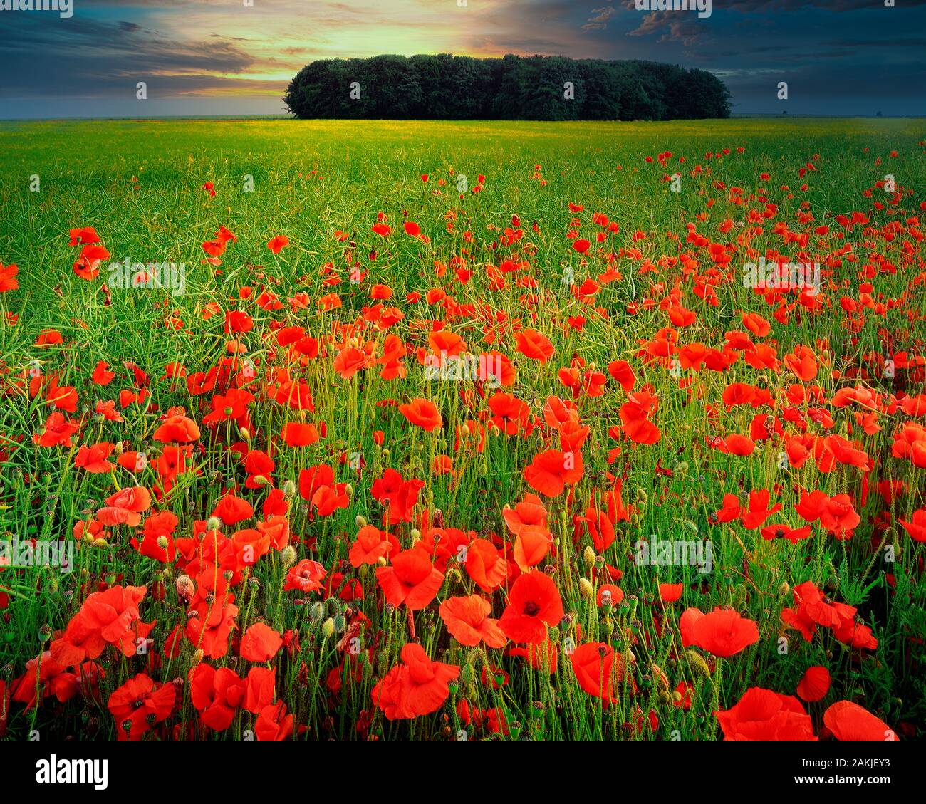 De - OXFORDSHIRE: Cotswold Landschaft in der Nähe von Burford Stockfoto