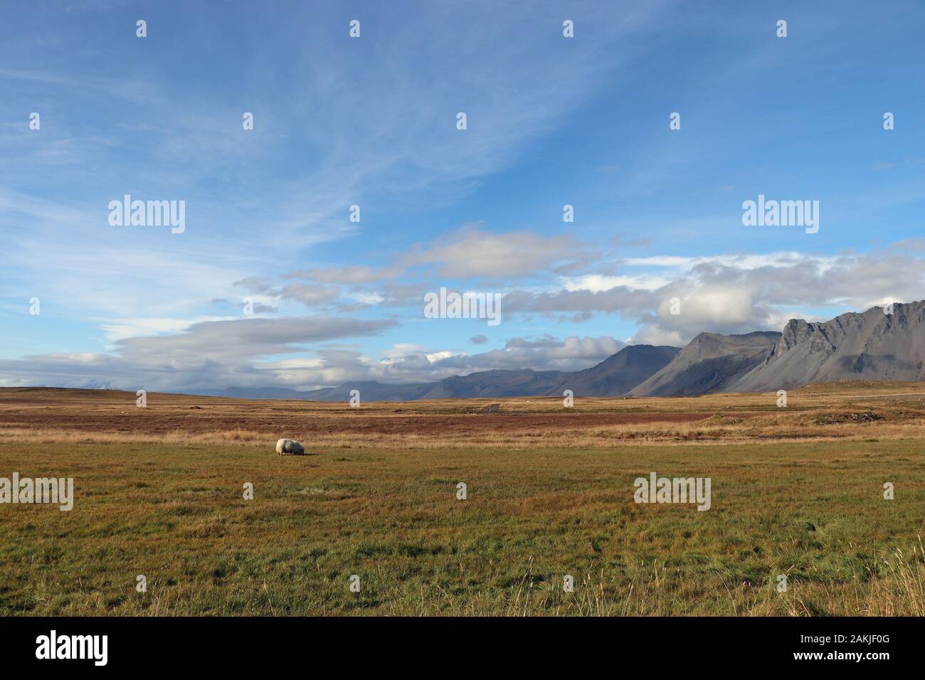 Ein Schaf in einer traumhaften Landschaft Stockfoto