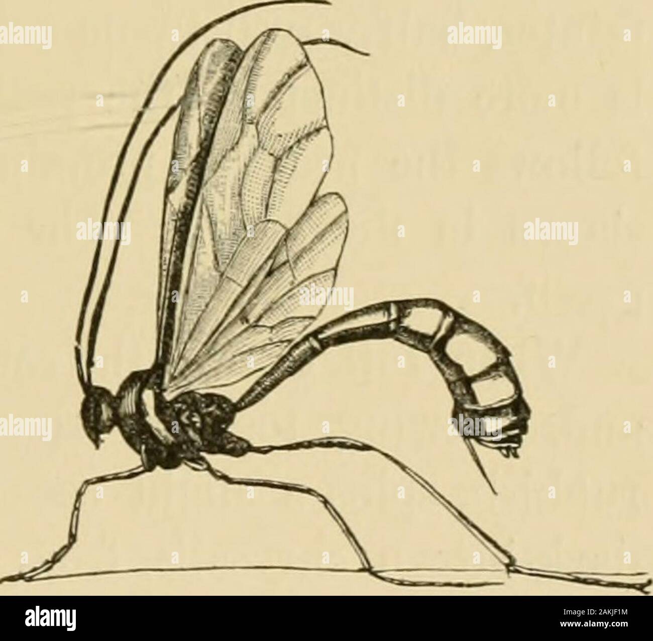 Chrysalis fruits Fotos und Bildmaterial in hoher Auflösung Alamy