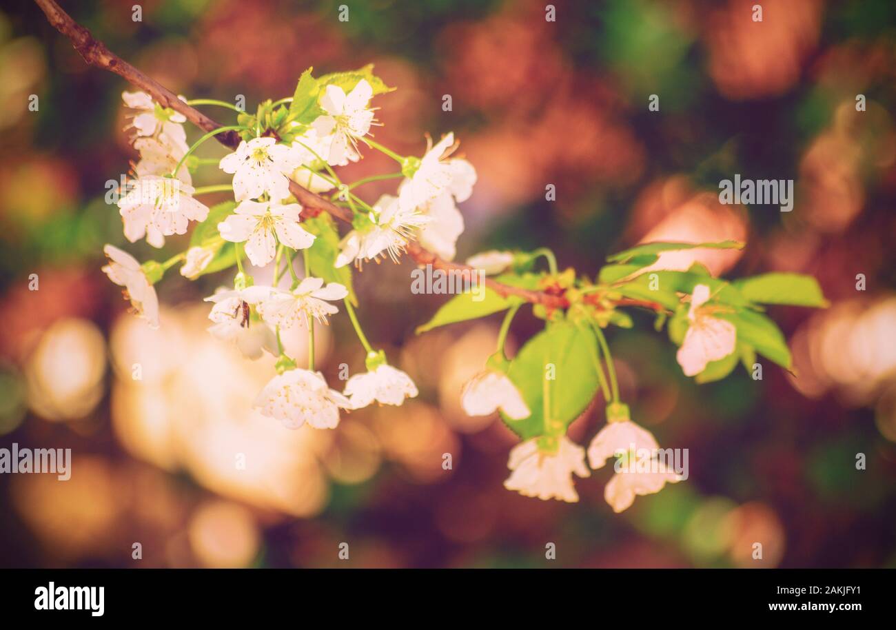 Nahaufnahme von einem blühenden Wild Cherry (Prunus Avium) Baum mit kleinen weißen Blüten. Magische bokeh Nahaufnahme von einem blühenden Sweet cherry tree im Frühjahr. Stockfoto