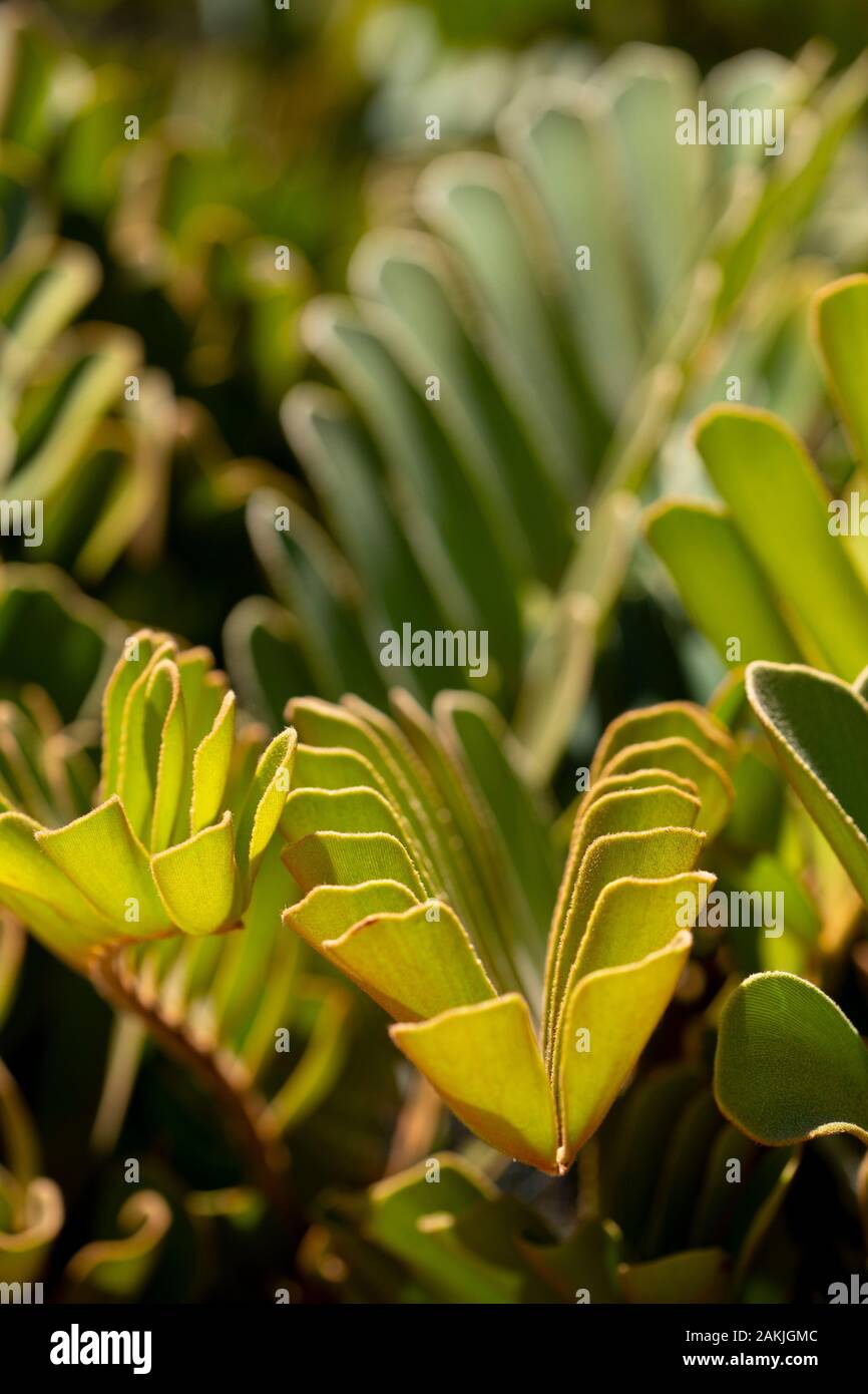 Schließen Sie herauf Bild von Blumen mit unscharfen grüne grüne Hintergrund Stockfoto