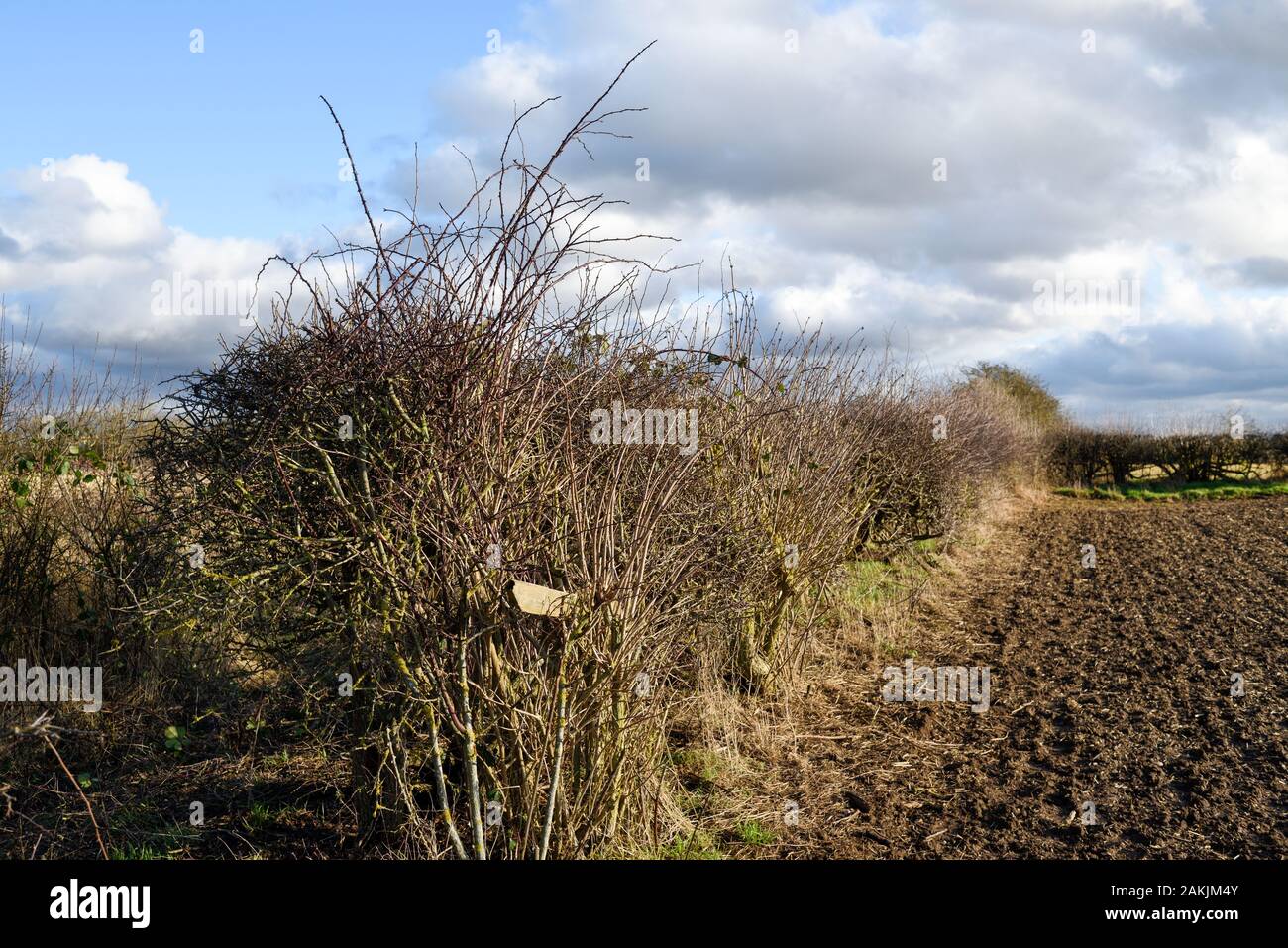 Blackthorn Hedge im Winter Umgebung North Nottinghamshire Ackerland. DE. Stockfoto