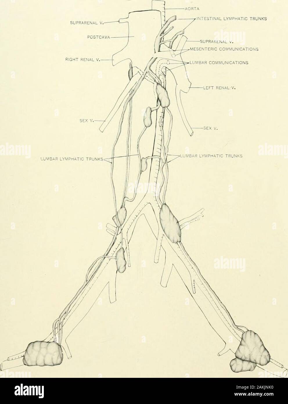 Das amerikanische Journal der Anatomie. Lumbale LYMPHKNOTEN TRUNK Abb. 7 Cebus, Huinl hypoleucus). (Vliitc-Tliroatcd apuchincf 468 LYMPHATICO - VEXOUS COMMUNICATIONS CHARLES F. SILVESTER PLATTE 8 NEBENNIERENHORMONEN V. POSTCAVA RECHTS RENALE V. AORTA INTESTINALEN LYMPHATISCHEN TRUNKS NEBENNIERENHORMONEN V. MESENTERICA COMMUNICATIONS LUMBALEN COMMUNICATIONSLEFT RENALE V. LUMBALEN LYMPHATISCHEN AMTSLEITUNGEN. Abb. 8 Saimiris scivrea, Linn. Squirrel-Monkej-cf 469 Platte 9 LVMllIATICO - VENOU.-5 COM.ML XICATIUNS [CHAULES F. SILVESTER POSTCAVA MESENTERICA COMMUNICATIONS NEBENNIERENHORMONEN V INTESTINALEN LYMPHATISCHEN TRUNKS NEBENNIERENHORMONEN V. LUMBALEN KOMMUNIKATION DIREKT RENA Stockfoto