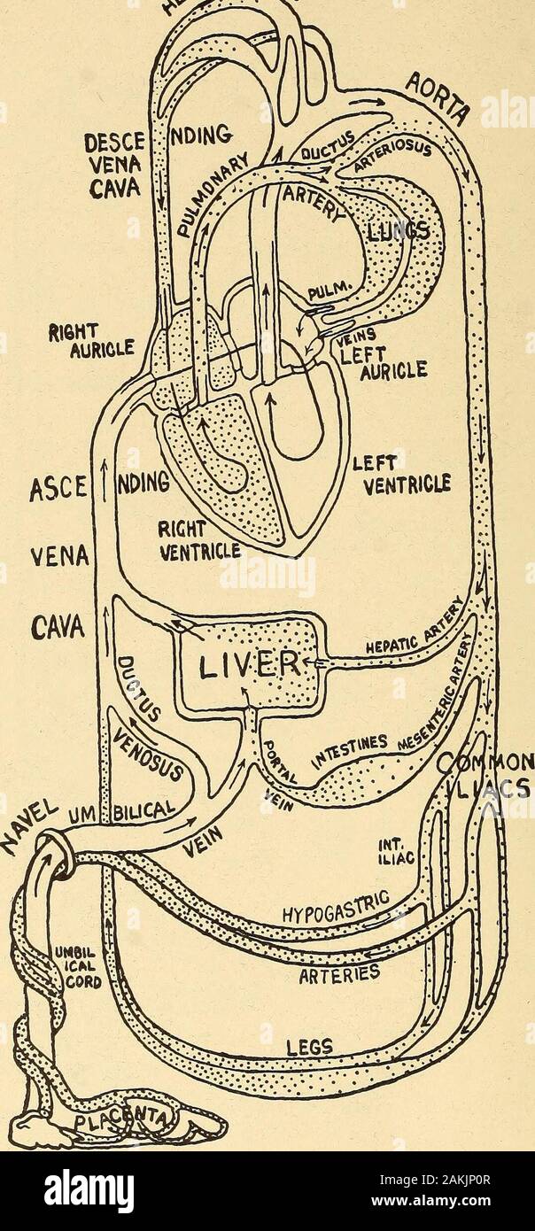 Eine Krankenschwester Handbuch der Geburtshilfe, für den Einsatz im Bereich der beruflichen Bildung - schulen. L1 arteriellen Blutes venöse Blut Abb. 28.- Diagramm der Verkehr nach der Geburt. Nach Art. 58 Krankenschwestern HANDBUCH DER GEBURTSHILFE.. r-| arteriellen BLOODp^ venöses Blut Abb. 29.- Diagramm der Verkehr vor der Geburt. Fetale Art. Fetale Zirkulation. 59 Länge der Zeit, ist das Foramen ovale, - ein Ventil - wie openingbetween der rechten und linken Öhrchen. Die anderen sind die ductusarteriosus, Anschließen der Aorta und der Arteria pulmonalis; theductus venosus, Anschließen der Vena umbilicalis und der ascendingvena Cava; und die zwei hypogastric Arterien, Feder Stockfoto