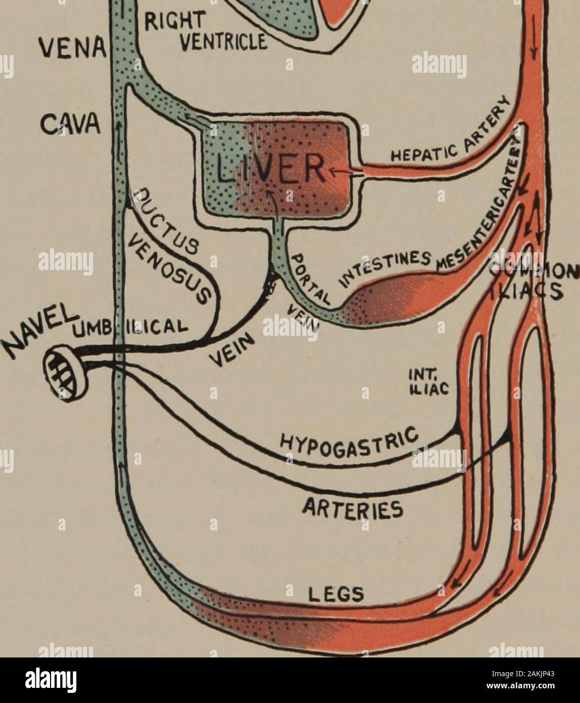 Eine Krankenschwester Handbuch der Geburtshilfe. I I arteriellen Blutes venöse Blut Abb. 28.- Diagramm der Verkehr nach der Geburt. Nach Art. Fetale Zirkulation. Stockfoto