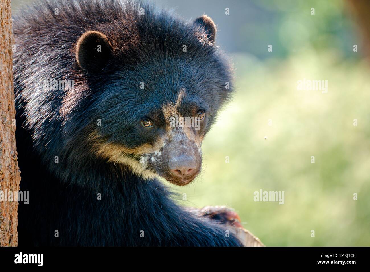 Spektakulärer Bär - Tremarctos ornatus - in einem Baum. Nativer Kurzbär aus Südamerika, der als verletzlich eingestuft wird Stockfoto