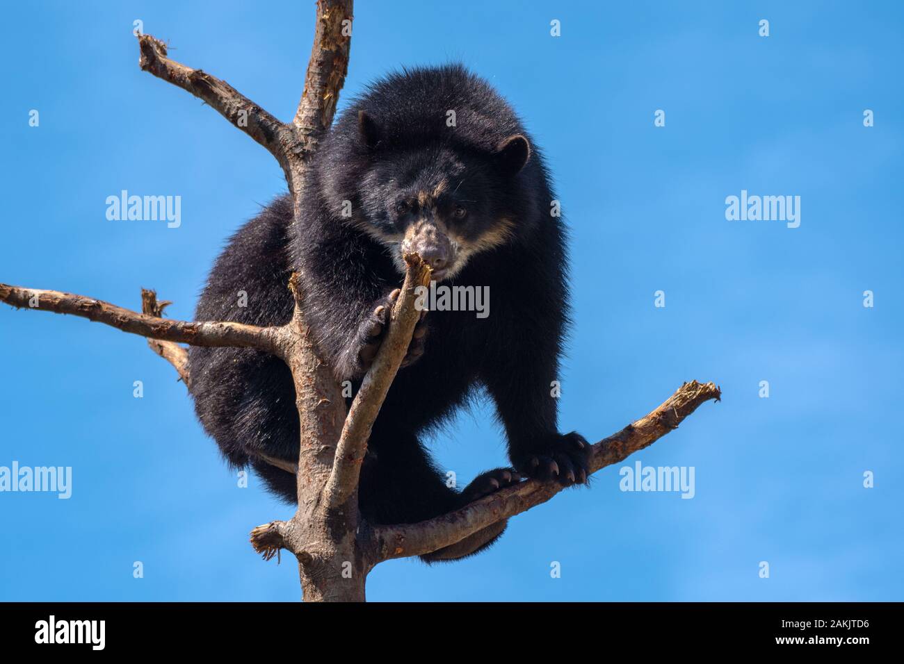 Spektakulärer Bär - Tremarctos ornatus - in einem Baum. Nativer Kurzbär aus Südamerika, der als verletzlich eingestuft wird Stockfoto
