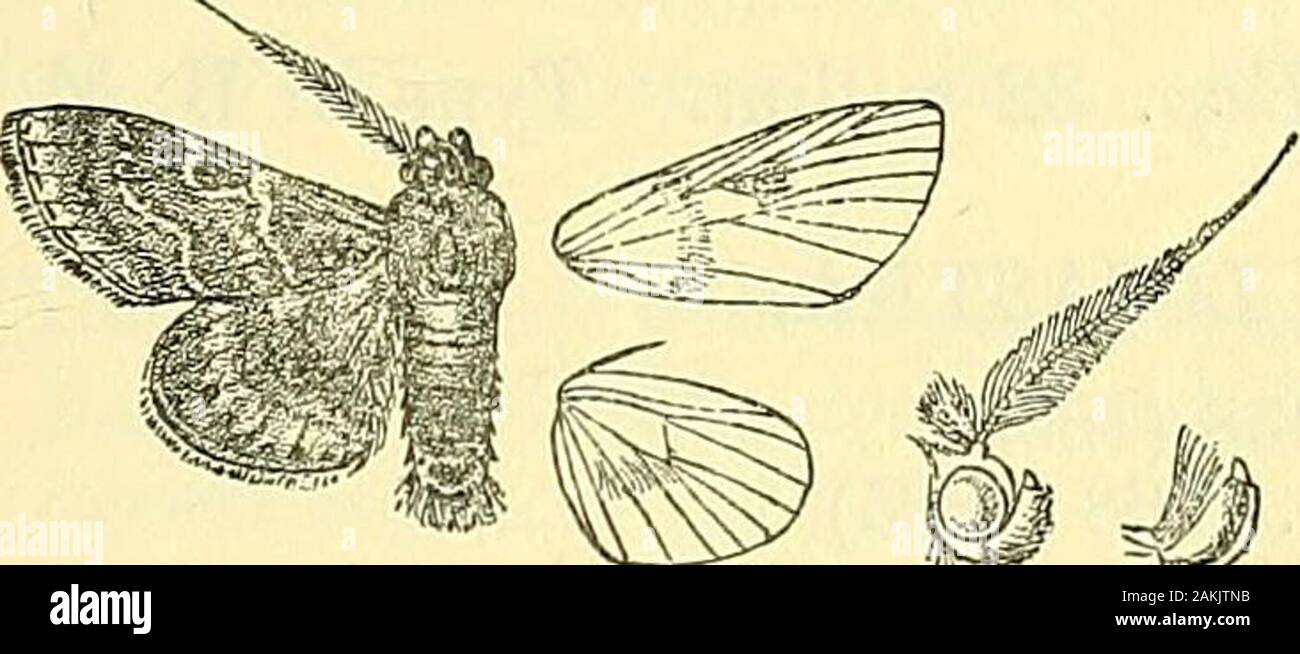 Motten. s. Larve. Gelblich-weiß; Kopf Dunkelbraun; 1 Somiten mit alarge chitinous dorsale Platte mit etwa zwölf blass Brownspots und zwei braune seitlichen Streifen gekennzeichnet; 2. und 3 Somiten withfive oder sechs braune Flecken; die 4., 5., und 6. mit jeweils zwei pairsof Flecken; 7. bis 11 Somiten fuscous Braun. Essen - Pflanze, Eugeniaiambolana, Lam. Die Larven sind gesellig und Leben in starken tubescomposed von zwei Schichten von Seide mit Kot zwischen Ihnen, fromthree in jeder Kolonie bis 15; die Rohre sind geöffnet an jedem endand die Larven entstehen, soweit der 6 somiten von beiden Enden tofeed; die Kolonie Stockfoto