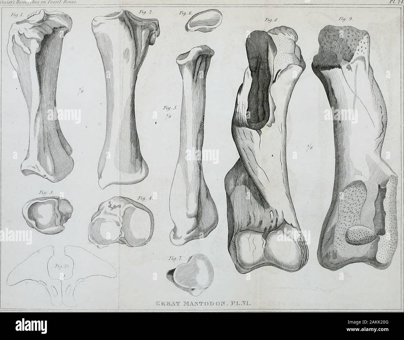 Die Forschungen von fossilen Knochen, in denen sich die Charaktere der verschiedenen Tiere, deren Arten, die durch die Umdrehungen der Erde zerstört wurden. Auf den Knochen OP das NILPFERD. 389 kleine Durchmesser der Oberarmkopf Facette 0,054 große Durchmesser des carpal Oberfläche 0,078 Kleine dito 0,052 Durchmesser in der Mitte des Knochens 0,050 Antero-posterioren Durchmesser Der karpalknochen des karpal.... Breite Höhe 0,070 0,028 0,036 antero-posterior Länge der semi-lunar Knochen. .- 0,059 0,067 Höhe vor Breite vorn und unten 0,037 antero-posterior Länge des Os cuneiforme 0,045 Hei Stockfoto