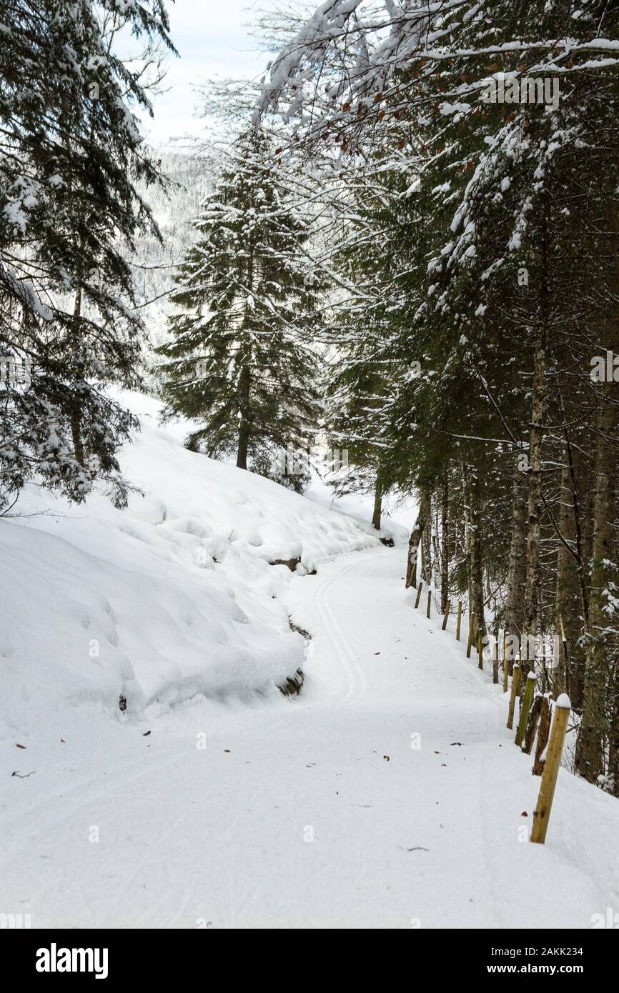 Schneebedeckte Loipe Trail und Winter Pfad in den Wald Stockfoto