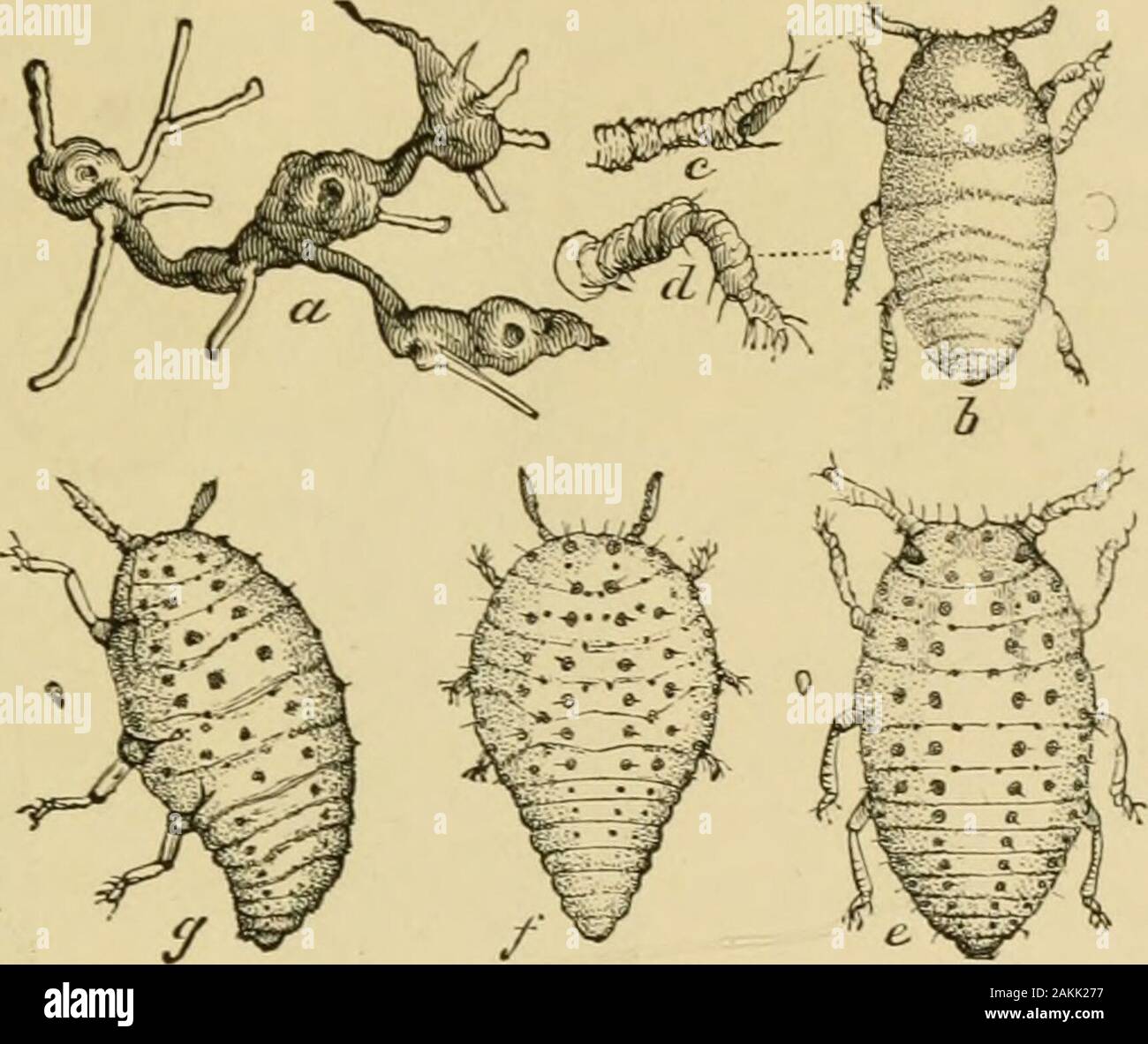 Insekten, Früchte. jacent Gewebe und damit die Insekten zu betakethemselves zu frischem Teile des lebendigen Wurzeln induziert, bis an lastthe größeren beteiligt zu werden, und Sie haben auch buchstäblich wasteaway. In Abb. 242 Wir haben die Wurzel - bewohnen, Radidcola, illustriert: Ein, Wurzeln von Clinton Weinstock, Schwellungen angezeigt; 6, junge Laus, wie es angezeigt wird, wenn im Ruhezustand; c, d, antennaeand Bein der gleichen; e, /, g, repräsentieren die reiferen Läuse. Angriff auf die Wurzeln. 235 Es ist auch in der Abb. dargestellt ist. 243, wo ein zeigt Behandlungserfolg Wurzel, 6, auf dem die Läuse arbeiten, c a rootwhich Stockfoto