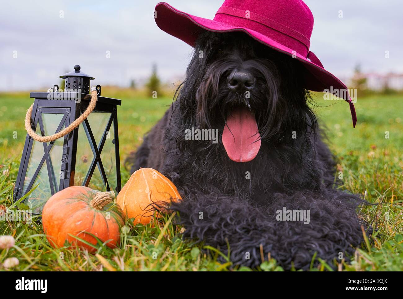 Große massive Hund trägt Hut ragt aus der Zunge Stockfoto