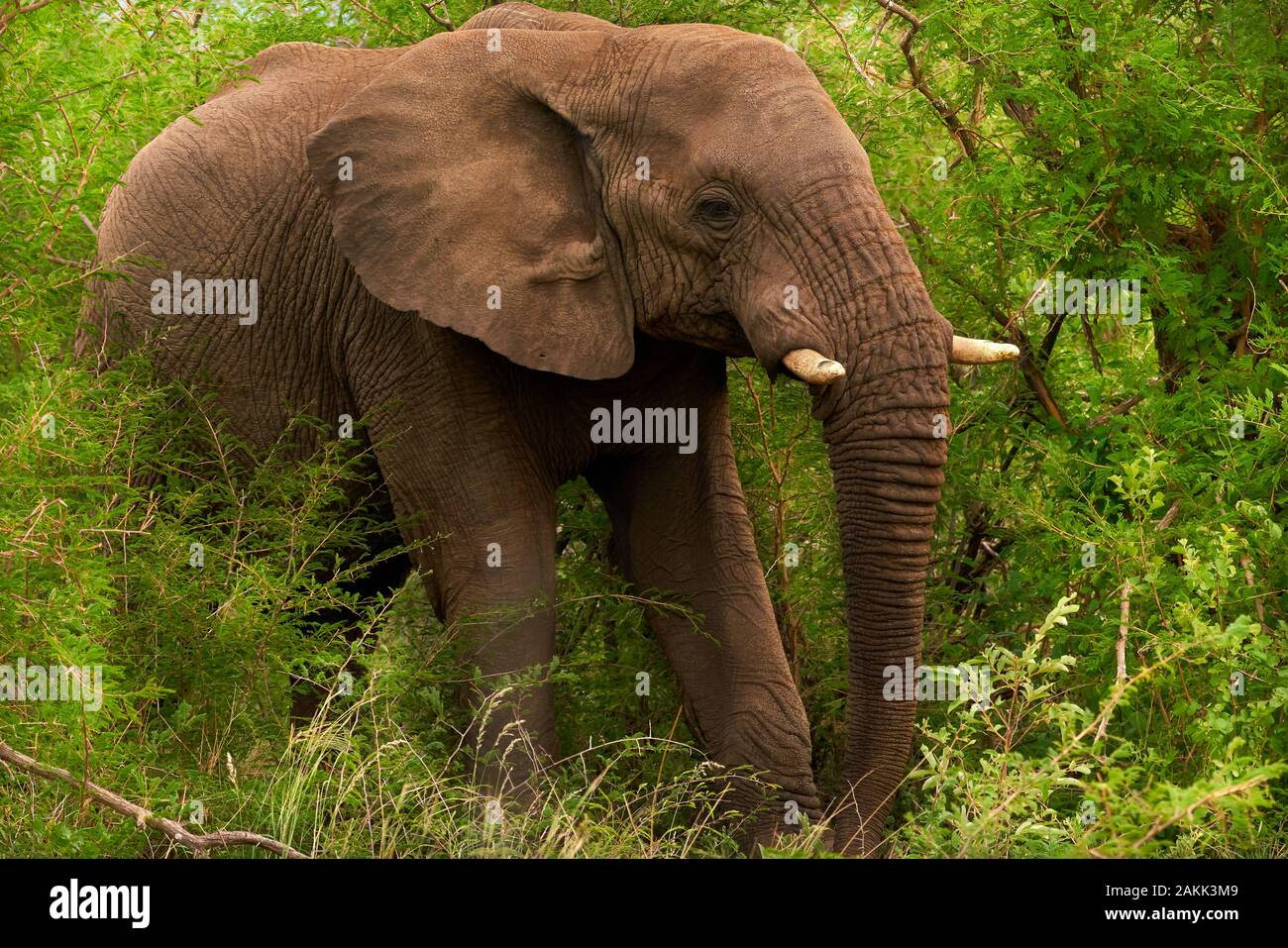 Jamala Madique Wildreservat Stockfoto