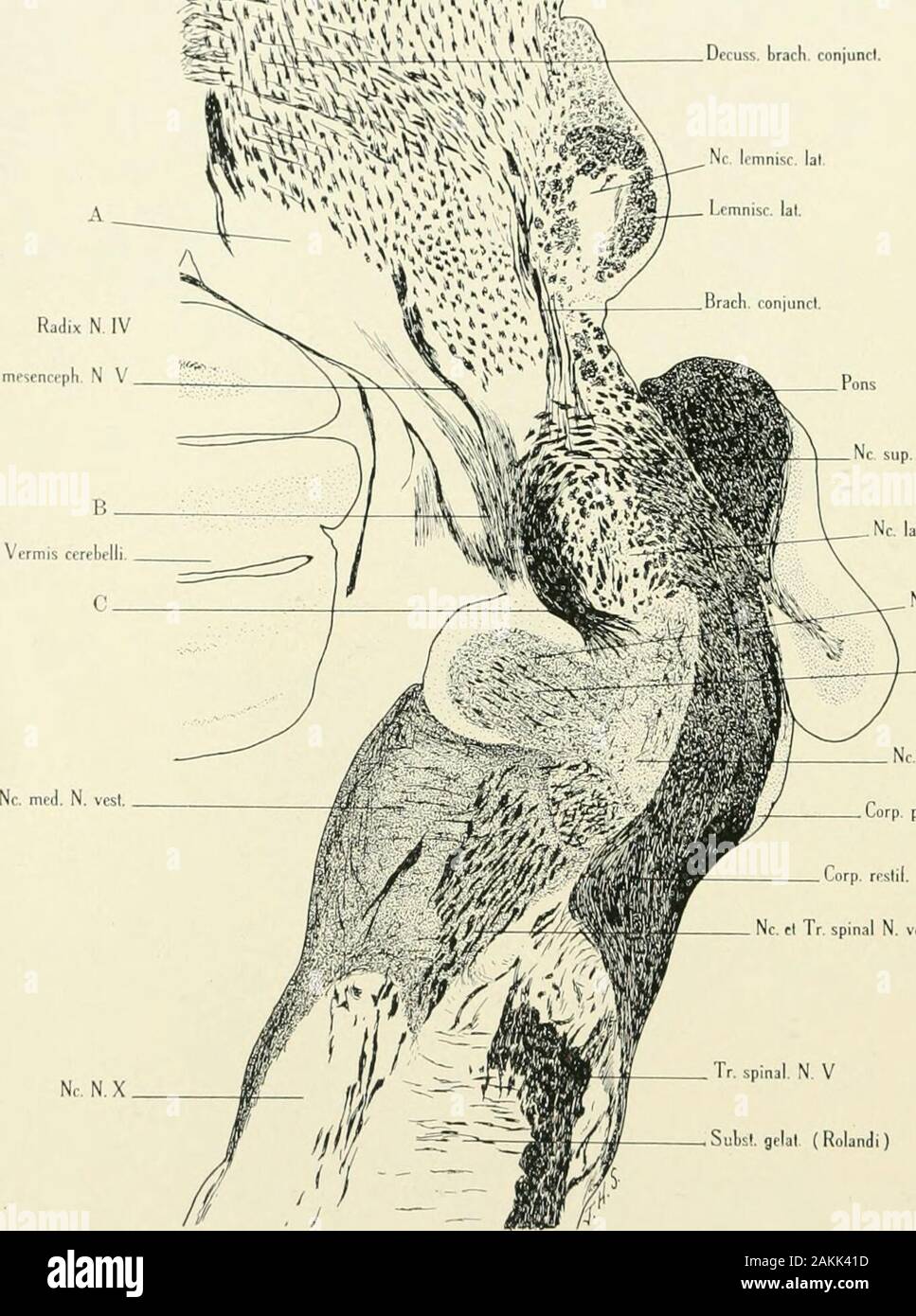 Das amerikanische Journal der Anatomie. Radix mrsencpph. N V B brach. conjunctLemnisc. lat Nc. lemnisc. lal Abb. 9 Querschnitt durch den hinteren Teil des Colliculus inferior. Serie A, Folie 77, Zeile 1, Abschnitt 1. Enhirged 10 Durchmesser. Eine finden Sie auf Seite 428; B, Fasern aus Nucleus lateralis lemnisci zu Mittellinie. Für die Beschreibung von sek-tion, siehe Seite 427. 442 JOHN H. STOKES IVRadix mesenrcph Rjclix N, N V WSfw. N, Weste, an. N. vfsl. (Dfili-rs) NC-Dors, N. corhl. Fibros lo Tr Olivo - cochl. vcni. N. cochl. ponlo - bulbare Abb. 10 horizontalen Abschnitt etwas oberhalb der Ebene der Bifurkation der Stockfoto