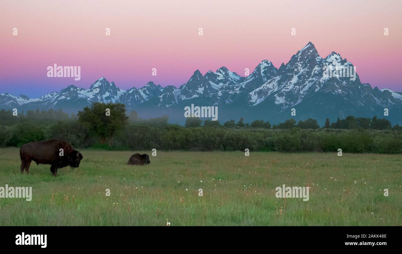 Zwei Bison und Grand Teton im Morgengrauen Stockfoto