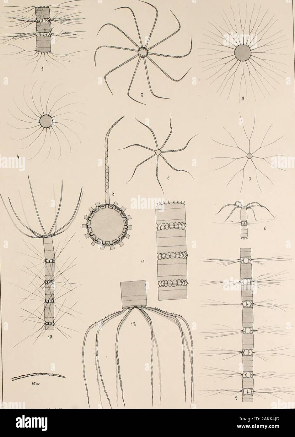 Atlas der Diatomaceen-Kunde. maceenkunde Tafel 328. Herausgegeben von Friedrich Hustedt, Bremen. Oktober 1920. i^- Vergrößerung 1000 Fach, wenn nichts bemerkt" I. Straße von Malaka, r. .... (Schauinsland, 1006), * 80/.. Bacteriastrum varlans loben. Ich 5. Hongkong, r. m. Dieselbe. 2 (880/i), 5 = äußere Gesamtkoordinator einer Endzelle. .; Ich 3 öu, Gesamtkoordinator aus dem ich sren Teil einei Kette, ich. 7. Golf von Siam, r. .... (Schauinsland, 1906), M0/i auf. B. delicatulum Kl. i, äußere und 7 innere Schale derselben Endzeile einer Kette. s. 0. Ebenda. 6 SÜ/Ich. Dieselbe. s=sterben Nummern-oper Endzellen einer KetteV = mittlerer Teil e Stockfoto