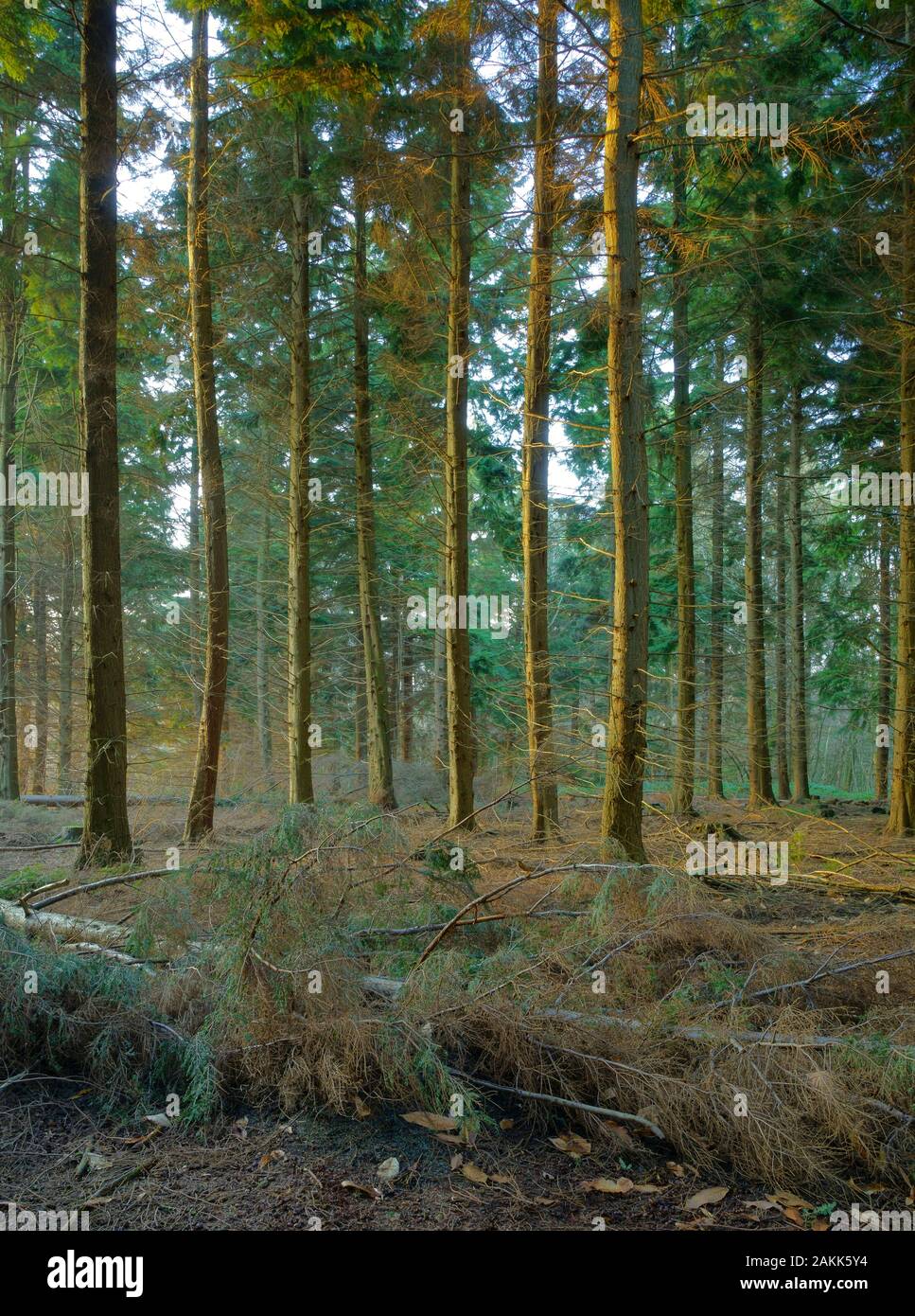 Western Hemlock Bäume Tsuga Heterophylla am Goldenen Stunde. Stockfoto