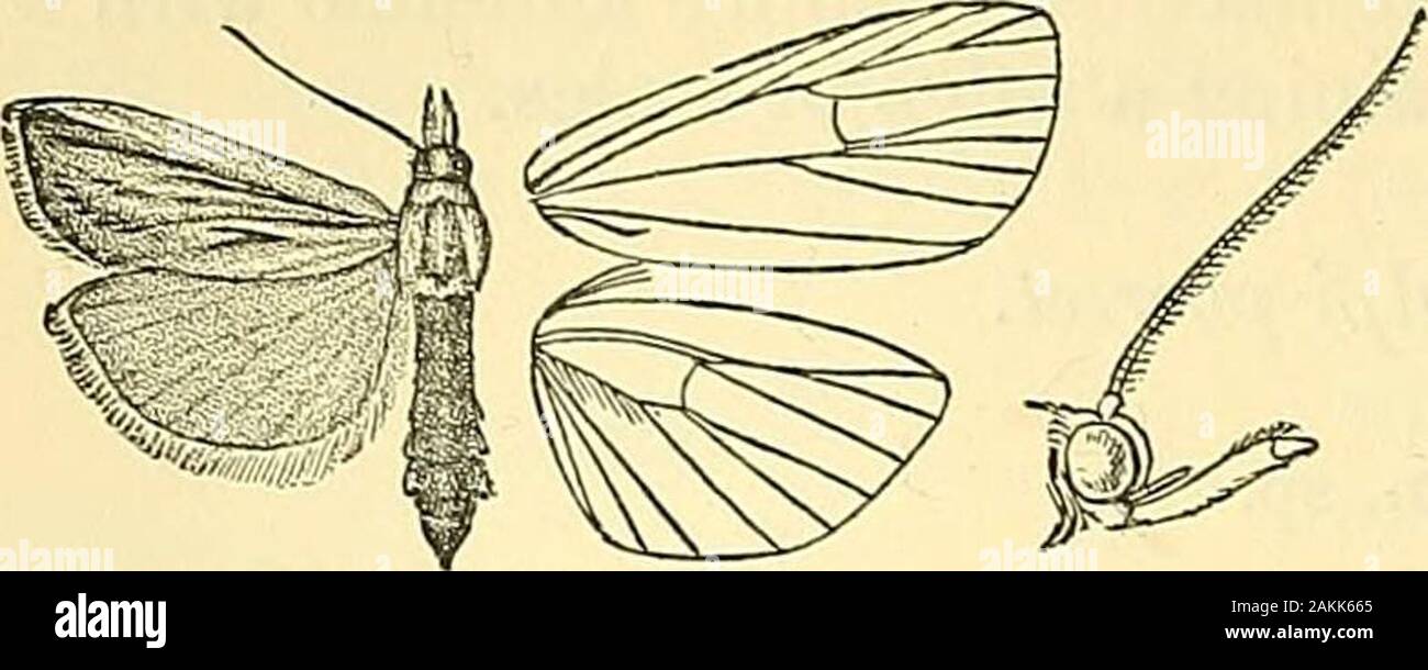 Motten. Afrika; Ceylon; Birma; Andamanen; Borneo. Exp.18 Millim. Gattung PATNA. Patna, Rag. Nouv. Gen. s. 39 (1888). Typ, S. eboricostella, Tasche. Bereich. Sikhitn; Bhutan. Palpen porrect, etwa doppelt so hoch wie die Länge der Kopf verlängern, die 2. Gemeinsame gesäumt mit Haar über an den Extremitäten; maxillaris palpifiliform; frons gerundet; Antennen der weiblichen minutiös Ciliated. Pore Flügel mit der Costa fast gerade; die Apex rechteckig; Venen 3, 4, 5 vom Winkel der Zelle, 4, 5 approximiert werden für somedistance; 8., 9., 10. Hinterflügel mit Vene 2 von beforeangle der Zelle; 4 nicht vorhanden; 3 und 5 für eine sh angenähert Stockfoto