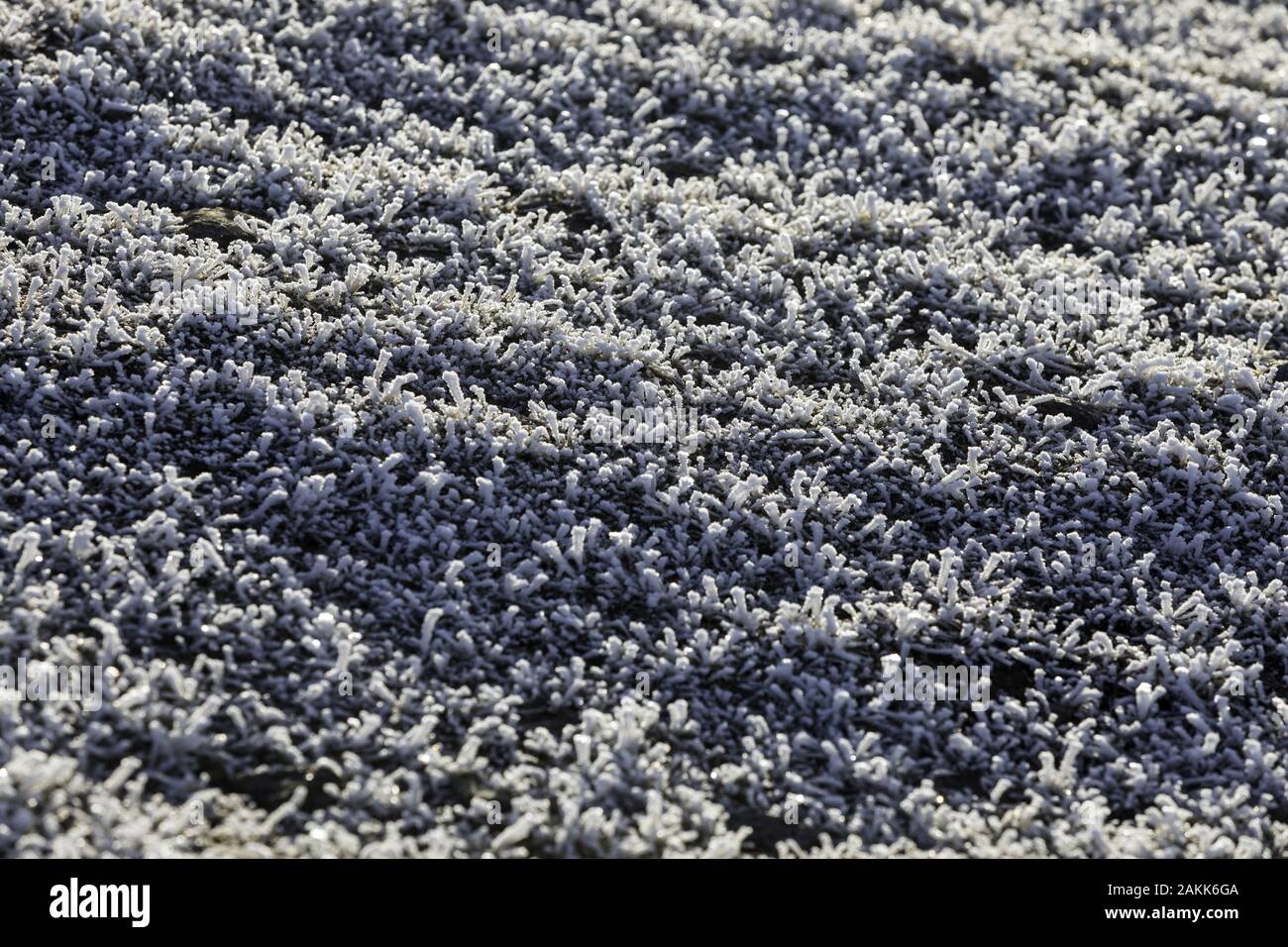 Reim auf Gräser auf Helvellyn im Winter Stockfoto