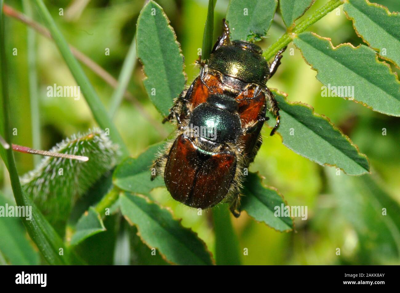 Garten Käfer Käfer (Phyllopertha horticola). Great Cheverell, Wiltshire Stockfoto