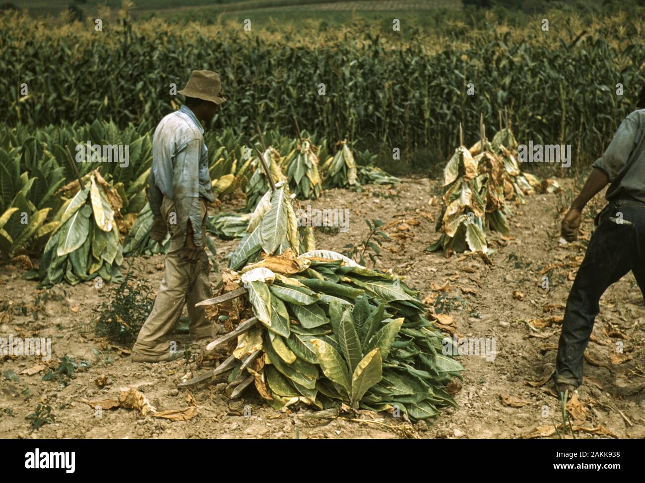 Burley Tobacco Field Stockfotos Und Bilder Kaufen Alamy