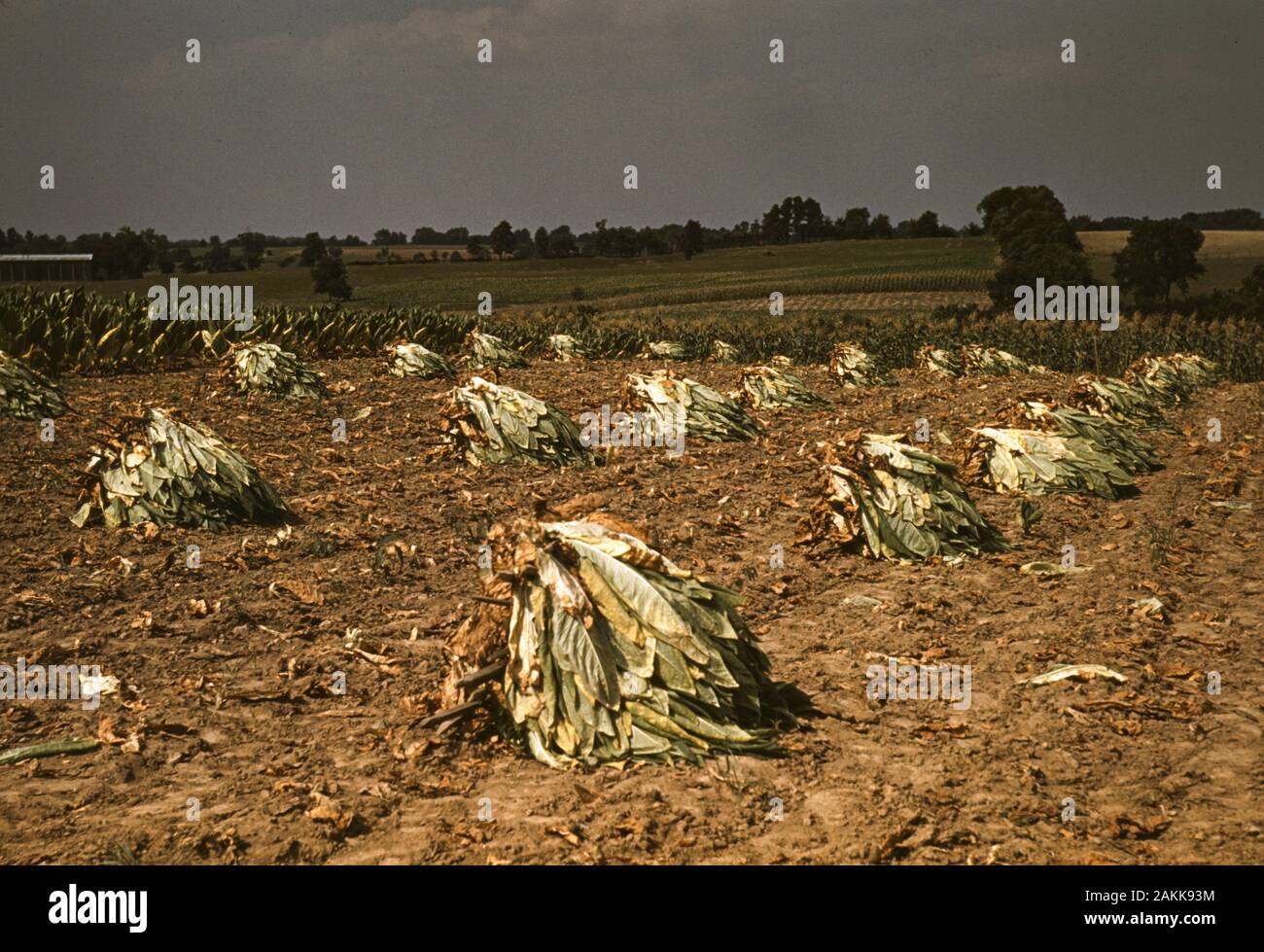 Burley Tobacco Field Stockfotos Und Bilder Kaufen Alamy