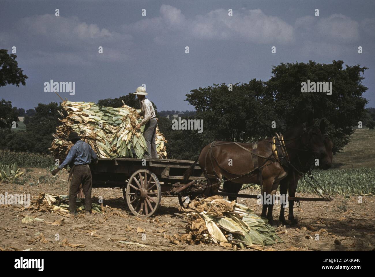 Burley Tobacco Field Stockfotos Und Bilder Kaufen Alamy