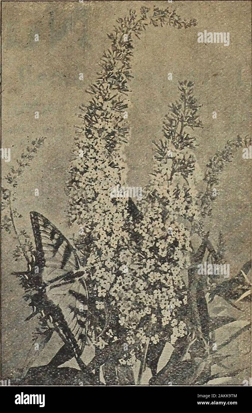 Die Maule samen Buch: 1917. Begonia, Rex oder lackiert Blatt. REX BEGONIEN Grand ornamentalen Blätter von TheseBeautiful Pflanzen sind immer attraktiv. Der Rex Begonien sind für ihre beautlful Laub gewachsen. Wir haben eine Reihe von Arten fromwhich können wir eine Auswahl für Sie, Alldifferent in Form und Färbung der Blätter machen. home Dieser begonien haben Schokolade - brownfoliage, andere rosy Bronze, Violett und Silber, Grün und Bronze, kupferfarben Rosa, Grün und Sil-ver, etc. Alles schön und gut, Licht, reichen Boden gedeihen. 30 Cent jedes; 4 für 75 Cent, Postpaid.. Everblooming Hardy Butterfly Bush. Stockfoto