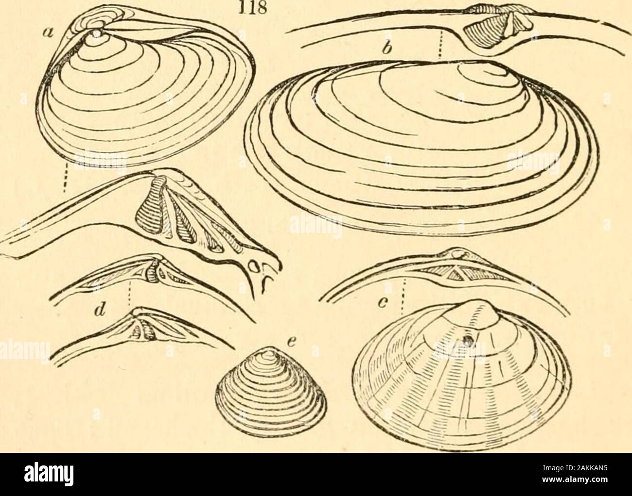 Eine Abhandlung über die malakologie; oder, Muscheln und Schalentiere. Vate; umbones Zentrale, onemore prominenter als die andere; Ventile nicht klaffende; Kardinal Zähne, die das Ligament: führende toMactra. (117.e,/.) Sulcata. En. Meth. 230. w. 1. C. Kern. Säen. Man. 89. * Anatina durch Anaiina rupicola Lam, 368 SCHALEN UND SHELL verbunden - Fisch. Teil II * Pandora Lam. Inequivalve, dünn, perlaceousj rostrated, einem Ventil eine flach, die andere konvex; Ligament intern; umbones Klein; Kardinal Zähne 5, lamellare, sagittate, oder wie aV umgekehrt: Angeschlossen an ^^ na ma.(^^. 1 l7. g, h.) S. rostrata. En. Meth. 251. w. 1. Mactra Stockfoto