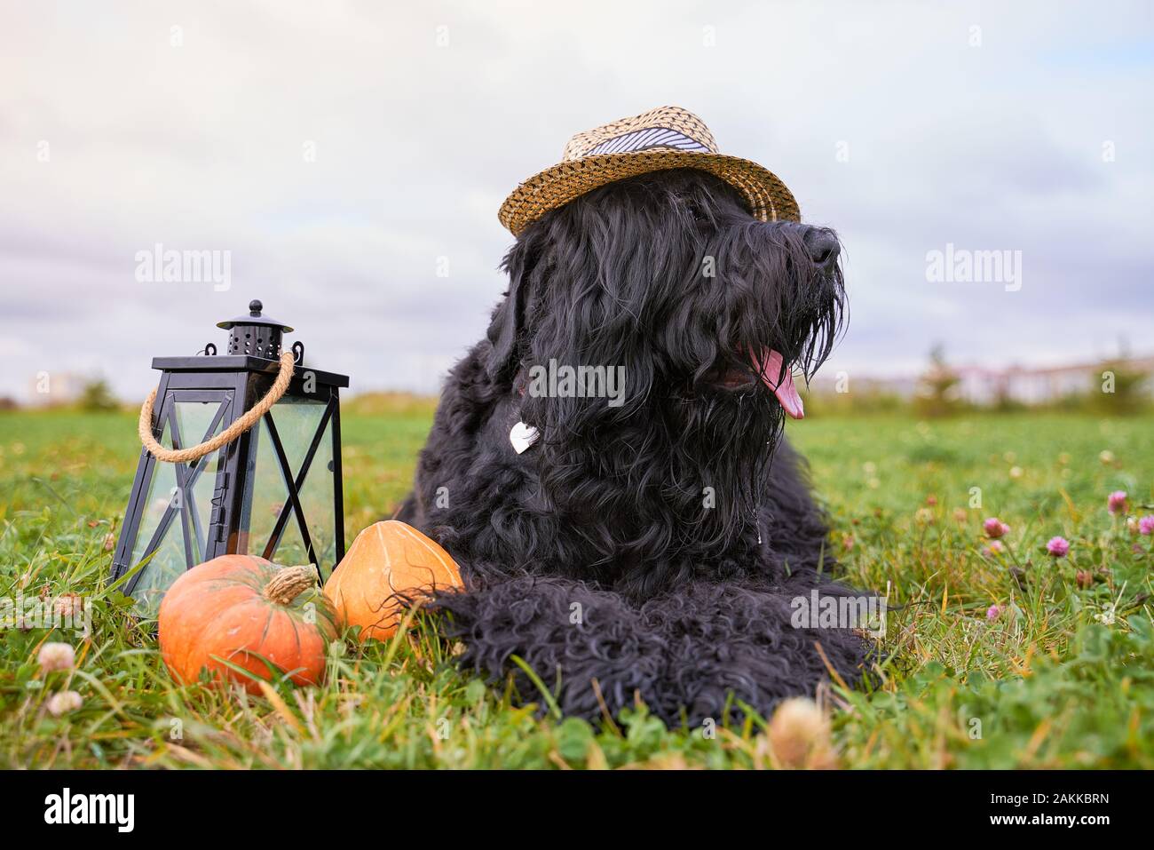 Große massive Hund trägt Hut ragt aus der Zunge Stockfoto