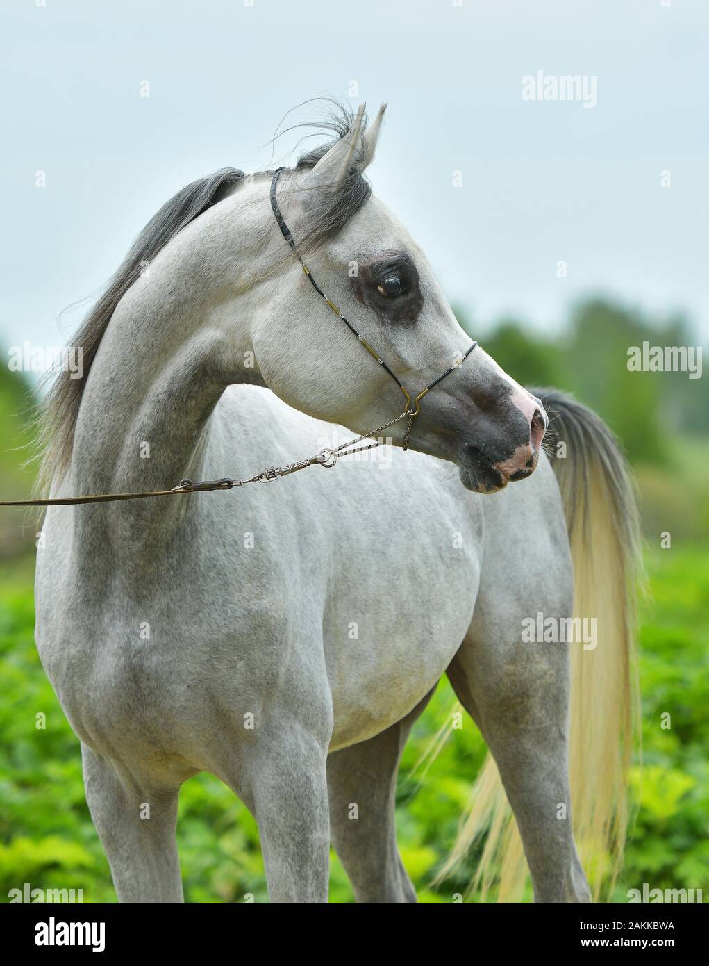 graues arabisches Pferd. Portrait in Show Halter in summerer natürlicher Sonneneinstrahlung. Stockfoto
