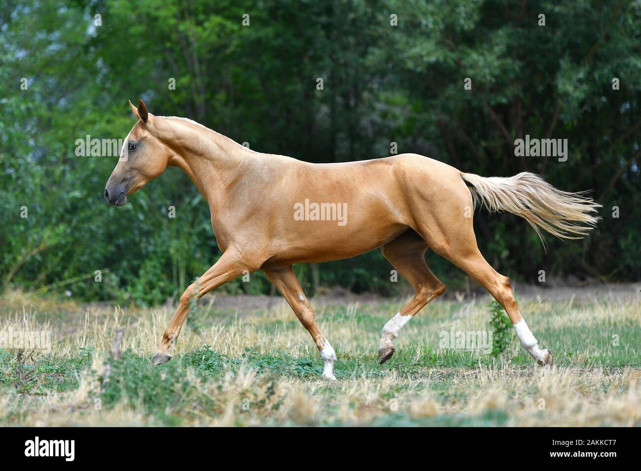 Der reinrassige palomino Akhal Teke-Hengst, der im Sommer auf dem Rasen läuft. Stockfoto
