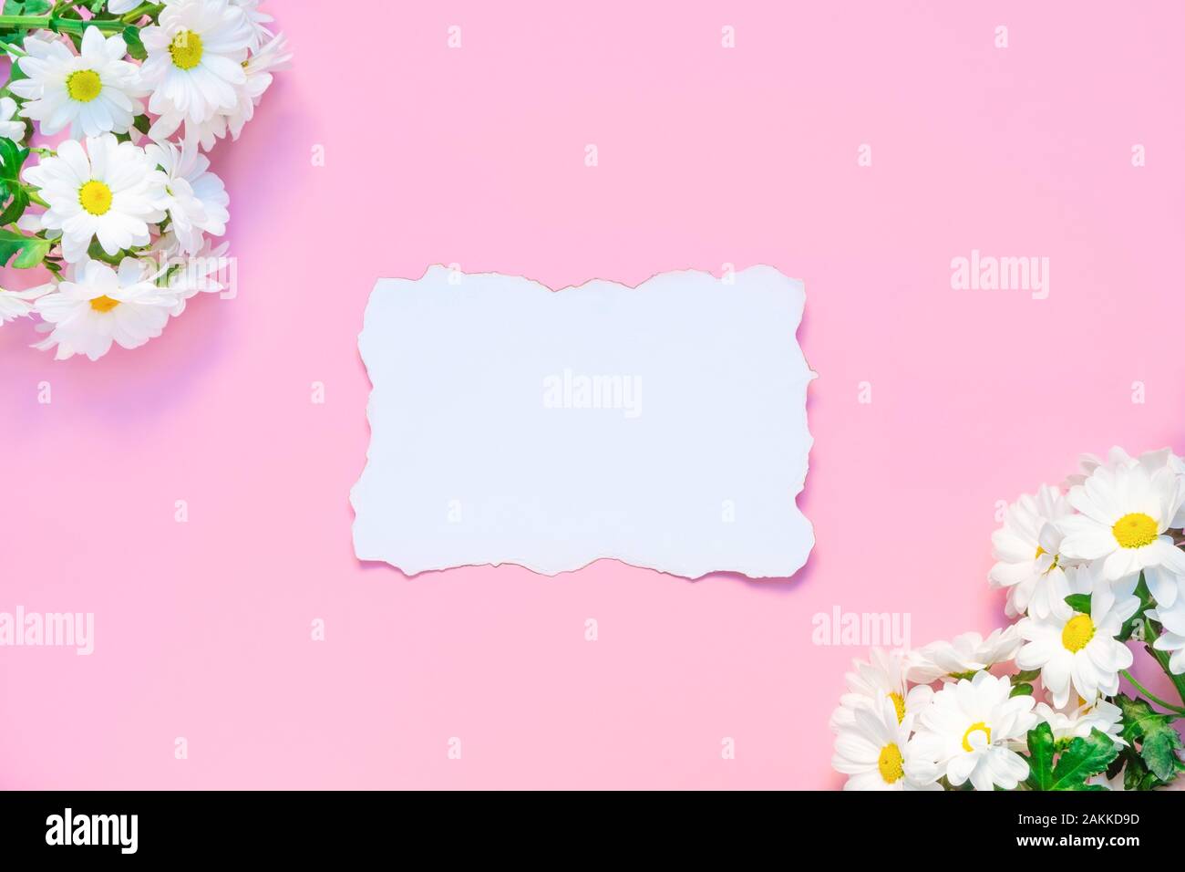 Geburtstag oder Hochzeitsmockup mit weißen Chrysanthemen Blumen und weißer leerer Papierliste auf pastellrosa Hintergrund Stockfoto