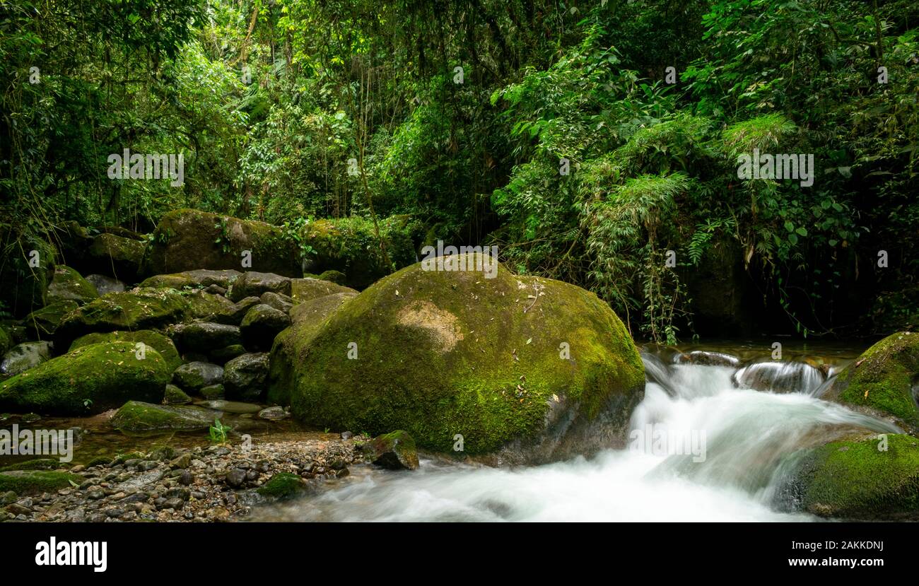 Tropische Little Creek mitten im brasilianischen Regenwald. Stockfoto