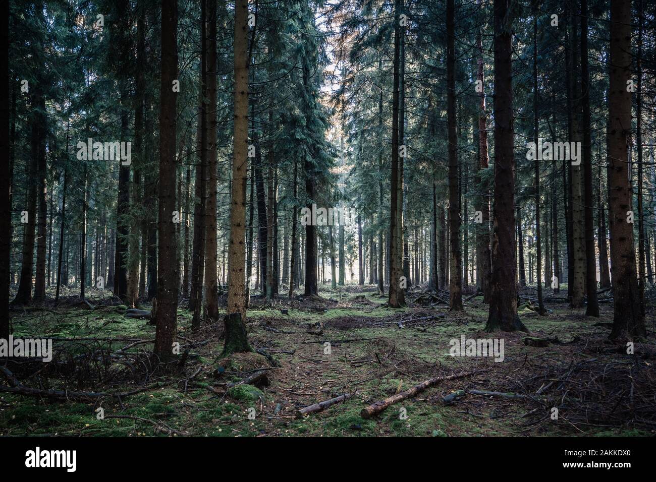 Tiefe Pinienwälder in Luneberg Heide Waldgebiet in Deutschland Stockfoto