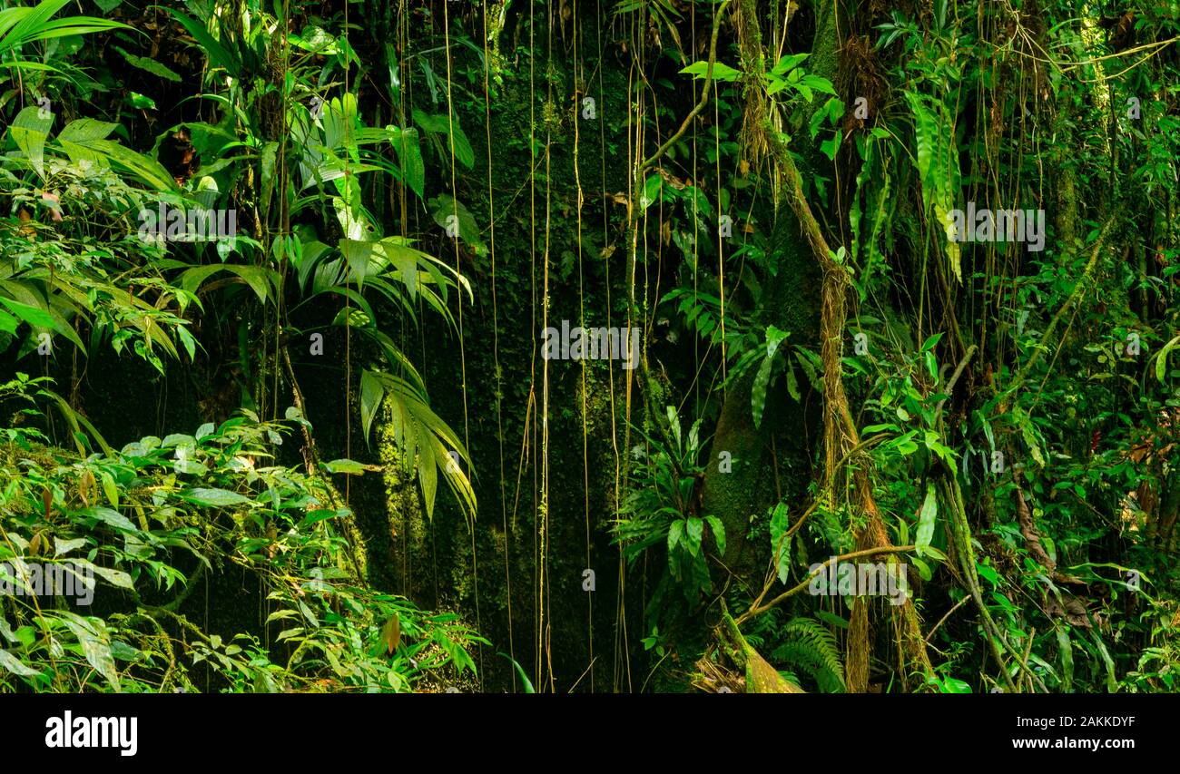Brasilianischen Regenwald mit seinen feuchten tropischen Vegetation und Lianen. Stockfoto