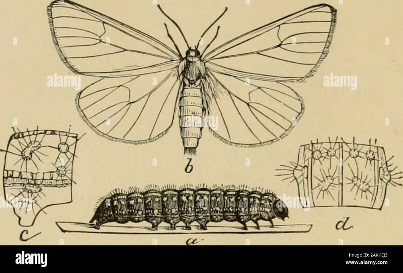 Insekten, Früchte. Farbton innerhalb der hind Marge. Letztere unterteilt wird durch die Adern, die es in über fourspots, und ist auf dem anterioren Seite durch eine gekrümmte blackband begrenzt. Wenn ihre Flügel ausbreiten dieser Motte Maßnahmen nearlythree viertel Zoll über. Es hat noch nie wieder als sehr destruktiv überall portiert, und ist kaum wahrscheinlich torequire die Anwendung spezieller Hilfsmittel. Nr. 102.- Das blaue - spangled Pfirsich-tree Caterpillar. Callimorpha Lecontei Boisd., var. fulvicosta Clem. Sehr früh im Frühjahr kann es manchmal Shel-ten unter der Lose Rinde von Peach gefunden werden - Stockfoto