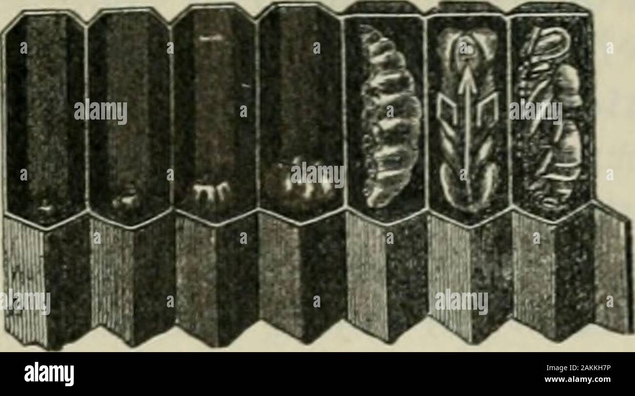 Das ABC der Biene Kultur: ein cyclopedia von jede Sache, die in Bezug auf die Pflege der Honig-Biene, Bienen, Honig, Nesselsucht, Arbeitsgeräte, Honig-Anlagen usw., Tatsachen von der Erfahrung von Tausenden von Imker alle über unser Land und später durch die praktische Arbeit in unserer eigenen Imkerei überprüft. Aber da sind Sie, rightbefore ihre Augen. Ich vermute, es ist aufgrund der hoch konzentrierten Charakter dieser selben Brot-und-Milch essen, daß die Arbeiter areso sie ständig, dass sie schnell growso. Wenn Sie den Kamm weg vonder Bienen für eine kleine Weile sehen Sie thelarva? Öffnen ihre Münder zu b Stockfoto