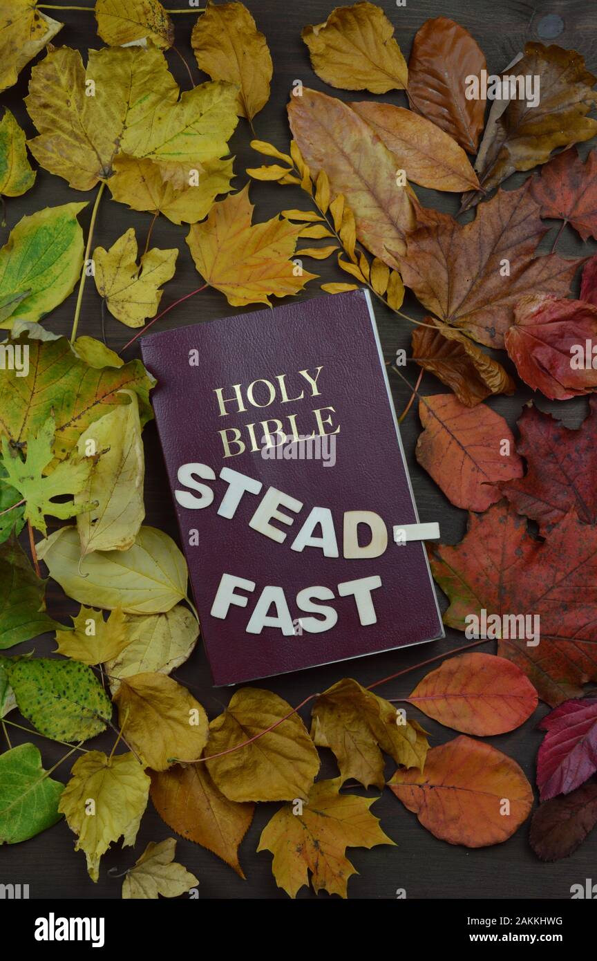 Bunte wechselbare Herbstblätter im Farbverlauf auf braunem Holz mit einer bibel in der Mitte und dem Wort STANDHAFT darauf Stockfoto