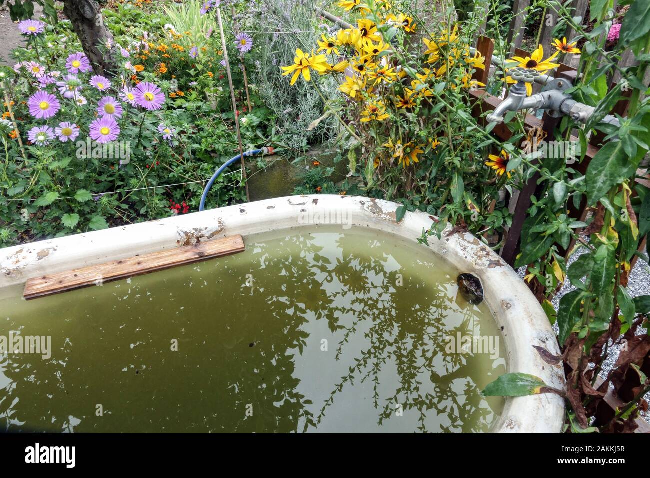 Regenwasser in einer alten Badewanne auf einem Bewässerungsgarten, sammeln Regenwasser Stockfoto