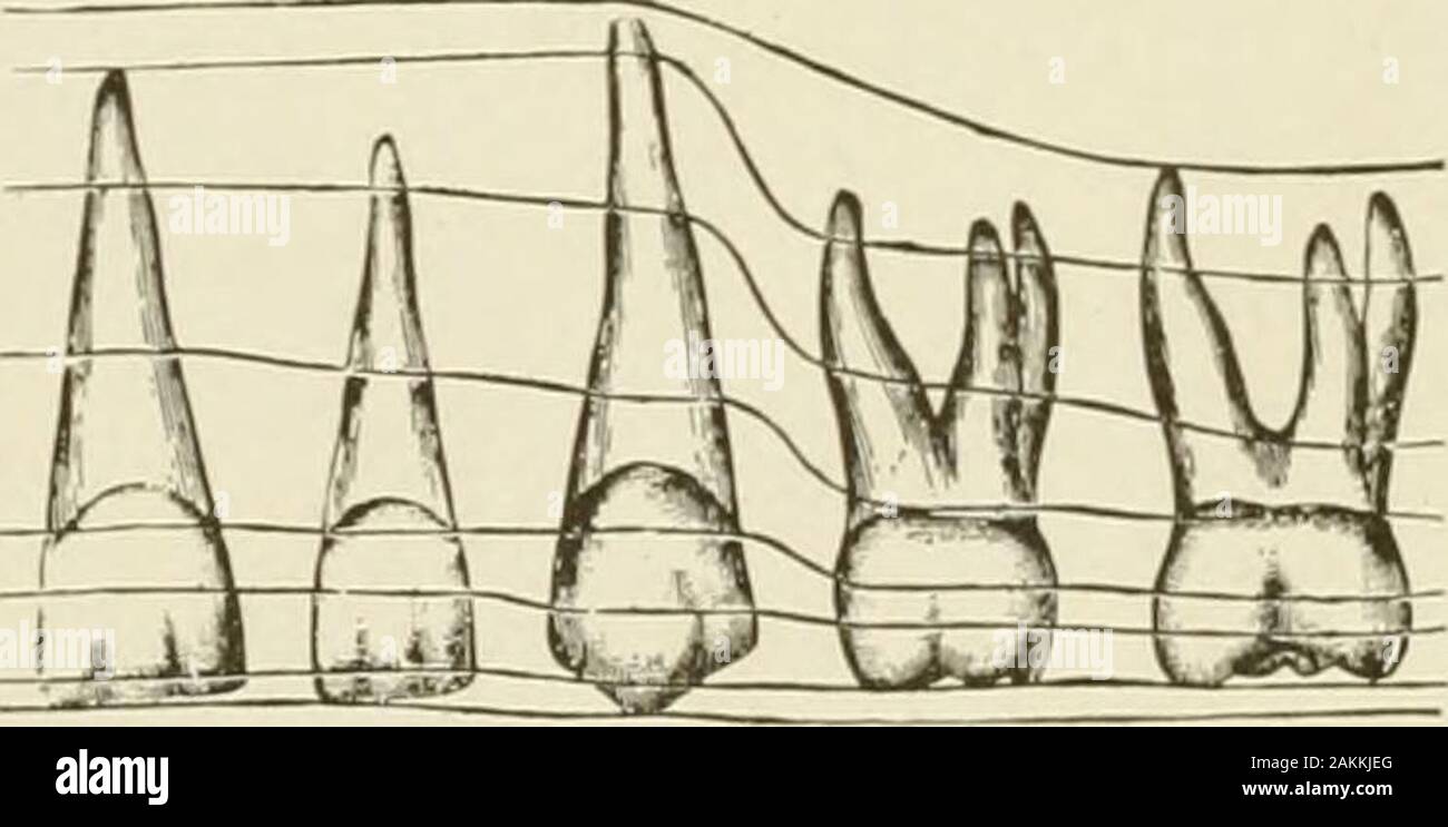 Allgemeine und zahnmedizinischen Pathologie mit besonderer Berücksichtigung der Ätiologie und der pathologischen Anatomie; eine Abhandlung für Studierende und Praktiker. zahnmedizinische Papille; c, internen oder ameloblastic Layer. erweitert; in Phasen festgehalten seemlonger dentinification der Zellen und deren Enden schlanker und abgerundet. Die processof Verkalkung von Dentin (dentinification) vorausgeht, dass 248 zahnmedizinischen Pathologie der Emaille Verkalkung (amelification) nach ein paar Tagen ohne advancesfrom nach Innen, die Odontoblasts wahrscheinlich Entladen thecalcific Material so wie die protoplasmic Prozess withwhich jedes odontobla umschließen Stockfoto