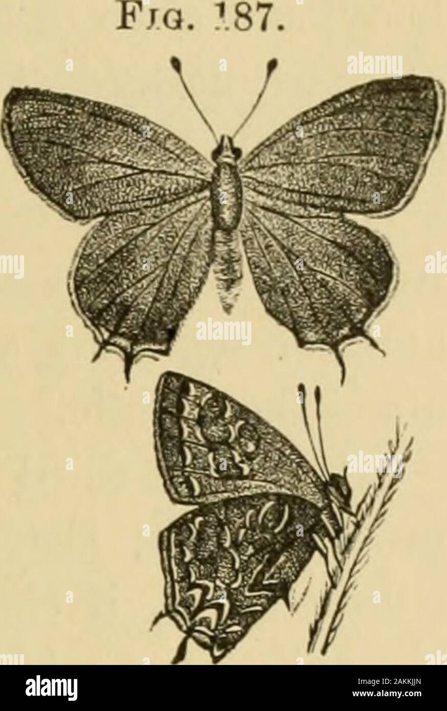 Insekten, Früchte. ge, aber, da seine larvahas gefunden worden, die an die Blätter der Pflaume - Baum, Es isdeserving erwähnen. Die Raupe, wenn voll gewachsen, ist zur Hälfte ein Zoll oder morein Länge, einer reichen samtig grünen Farbe, mit einem Hauch von Gelb; es ist ein Streifen von ein dunkler Schatten über den Rücken, mit einem schwachen, gebrochen, gelblich Linie entlang der Mitte. Der obere Teil der ANGRIFFE AUF DIE BLÄTTER. 177 Der Körper ist abgeflacht, die Seiten abrupt geneigt, und tripedwith schwach, schräg, gelblichen Linien. Wenn sie reif, bildet es einen kurzen, stumpfen, braun Chrysalis, die in zehn oder zwölf Tage producesthe Stockfoto