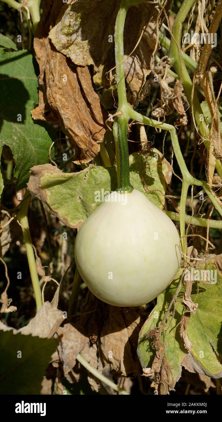 Kürbis isoliert Nahaufnahme der Flasche Gourd Cucurbita Laganeria Art Stockfoto