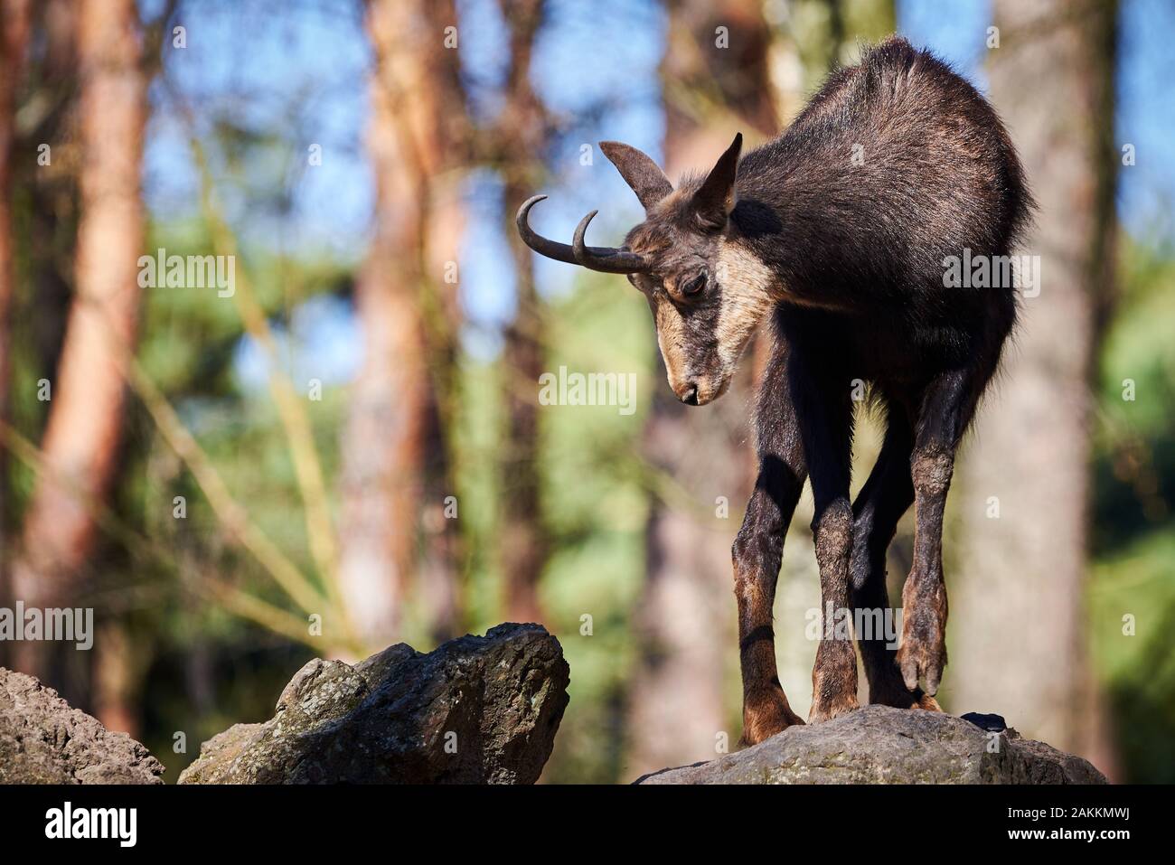 Chamois Ziege auf Felsen (Rupicapra rupicapra) Stockfoto