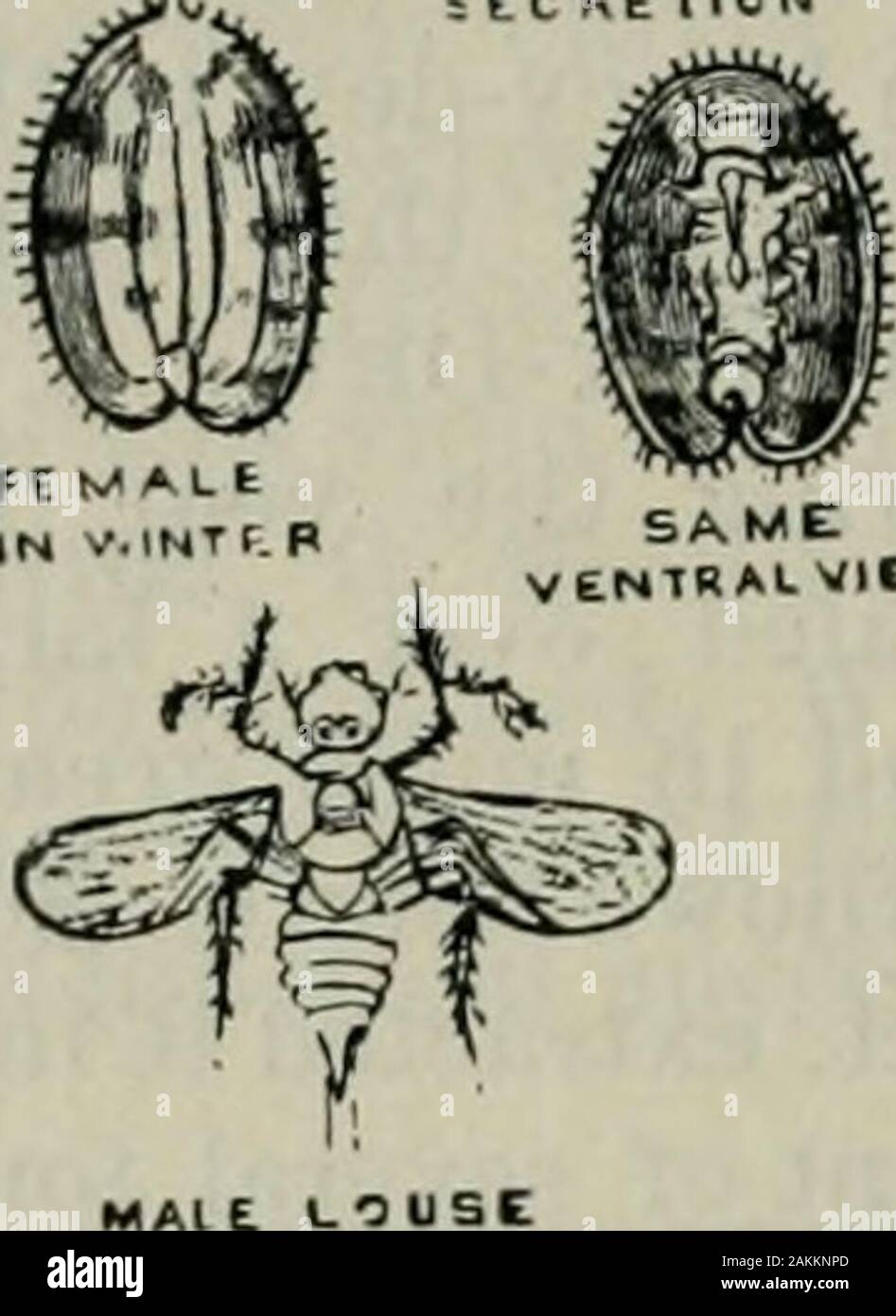 Das ABC der Biene Kultur: ein cyclopedia von jede Sache, die in Bezug auf die Pflege der Honig-Biene, Bienen, Honig, Nesselsucht, Arbeitsgeräte, Honig-Anlagen usw., Tatsachen von der Erfahrung von Tausenden von Imker alle über unser Land und später durch die praktische Arbeit in unserer eigenen Imkerei überprüft. ^ ii ATllBt rCMAUES 5 keine * mO Z niTONVtCKEIION. Reifen fEI/ALt""-"*L VIE/Nektar ist viel von den Bienen, die Schwarm auf die Blätter geschätzt. Wenn solche Nektar angenehm zu thetaste, wie einige behaupten, ich habe keine Angst vor dem thebees sammeln. Von der Mitte bis zum letzten Juni, die Eier werden - Gin zu schlüpfen, obwohl hatchi Stockfoto