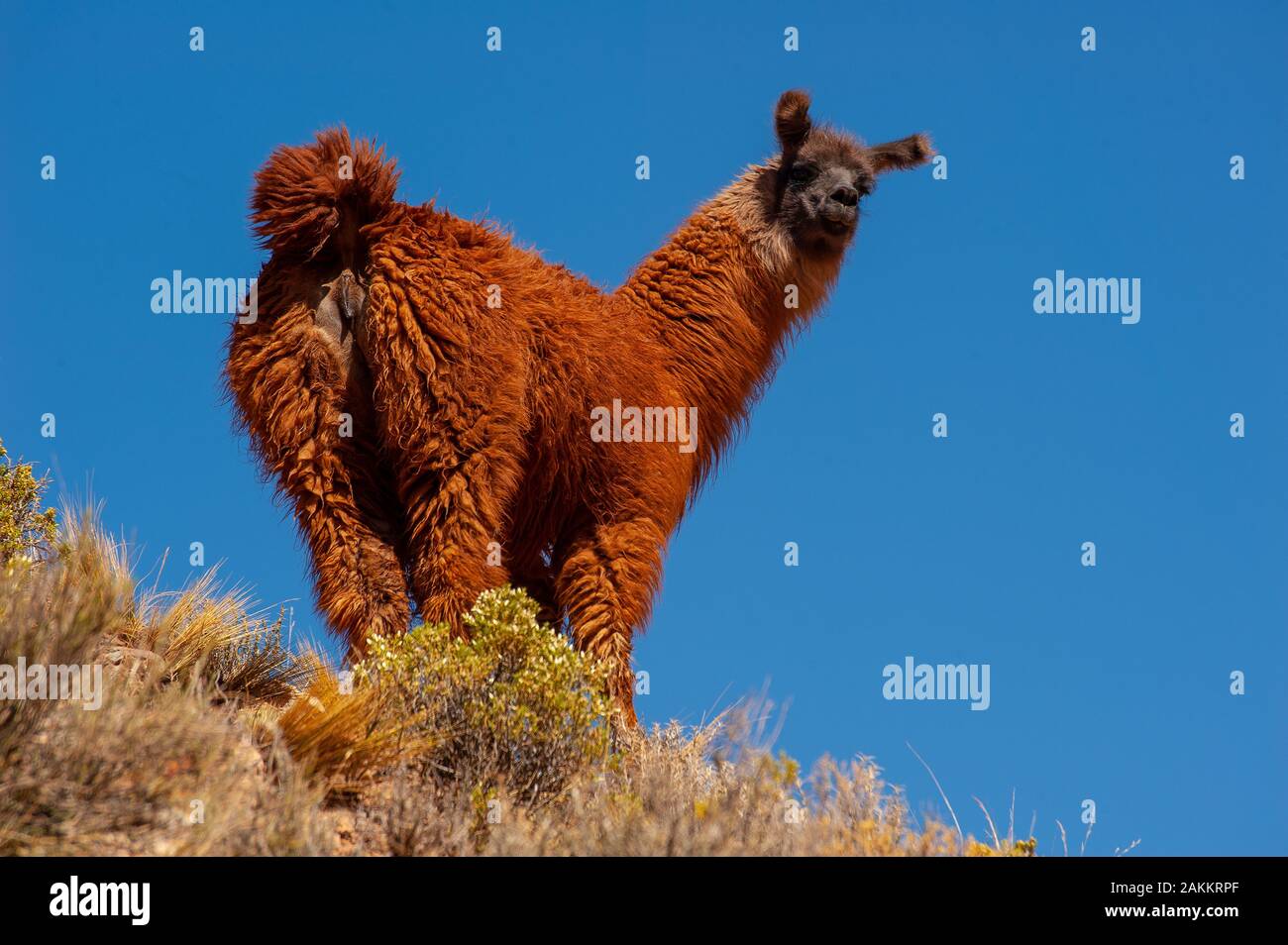 Lamas auf den Hügeln auf rund 4000 Meter über dem Meeresspiegel als von der Straße Cachi-San Antonio de los Cobres, Argentinien gesehen Stockfoto