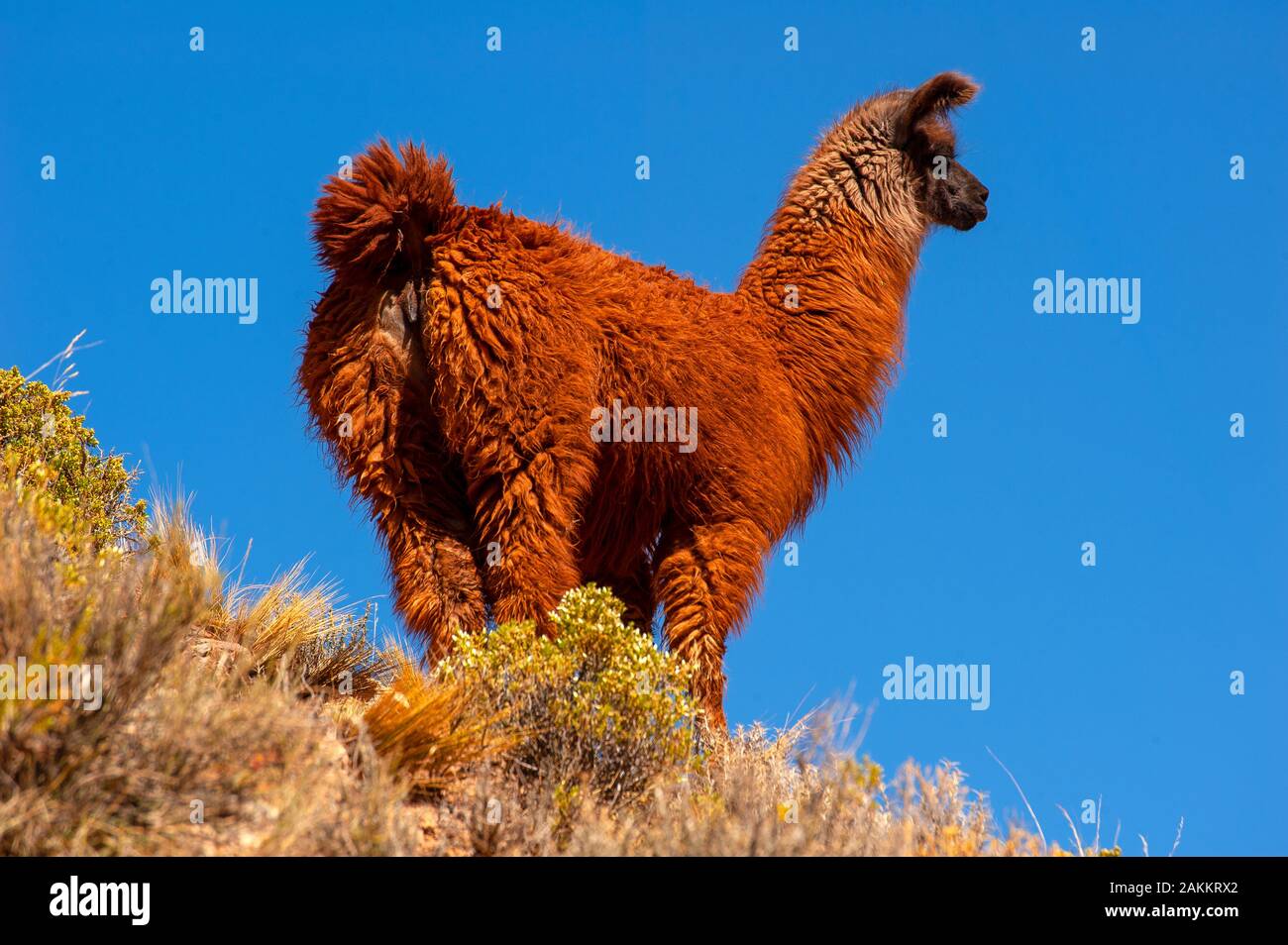Lamas auf den Hügeln auf rund 4000 Meter über dem Meeresspiegel als von der Straße Cachi-San Antonio de los Cobres, Argentinien gesehen Stockfoto