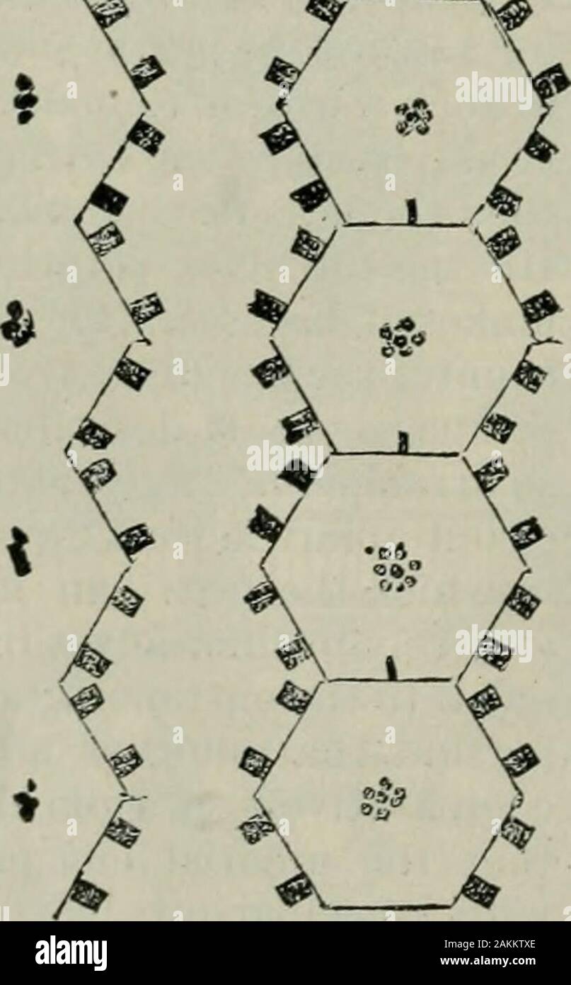 Das ABC der Biene Kultur: ein cyclopedia von jede Sache, die in Bezug auf die Pflege der Honig-Biene, Bienen, Honig, Nesselsucht, Arbeitsgeräte, Honig-Anlagen usw., Tatsachen von der Erfahrung von Tausenden von Imker alle über unser Land und später durch die praktische Arbeit in unserer eigenen Imkerei überprüft. • /11/. Stockfoto