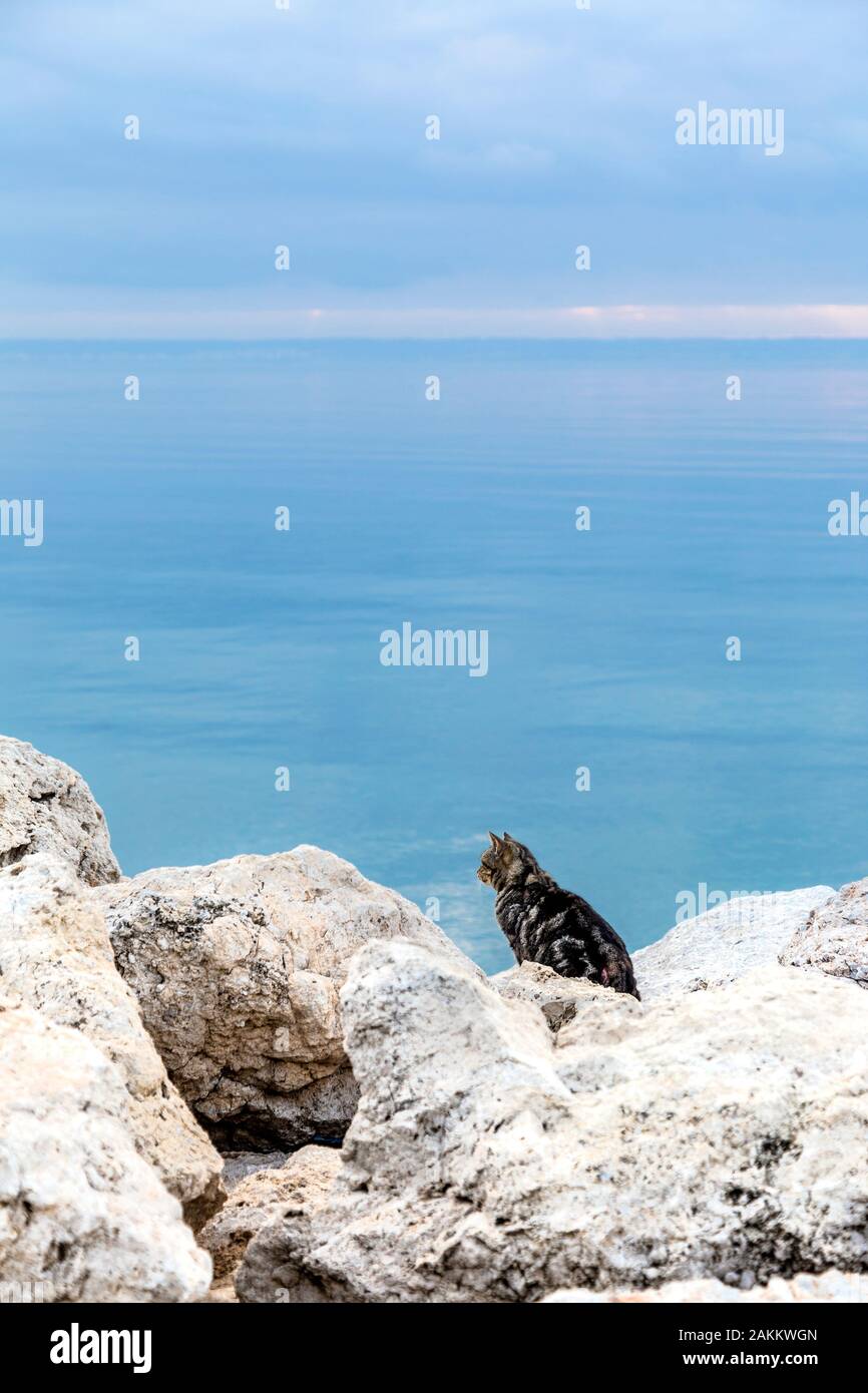 Streunende Katze sitzt auf Felsen, mit Blick aufs Meer in Puerto de Palma, Palma, Mallorca, Spanien Stockfoto